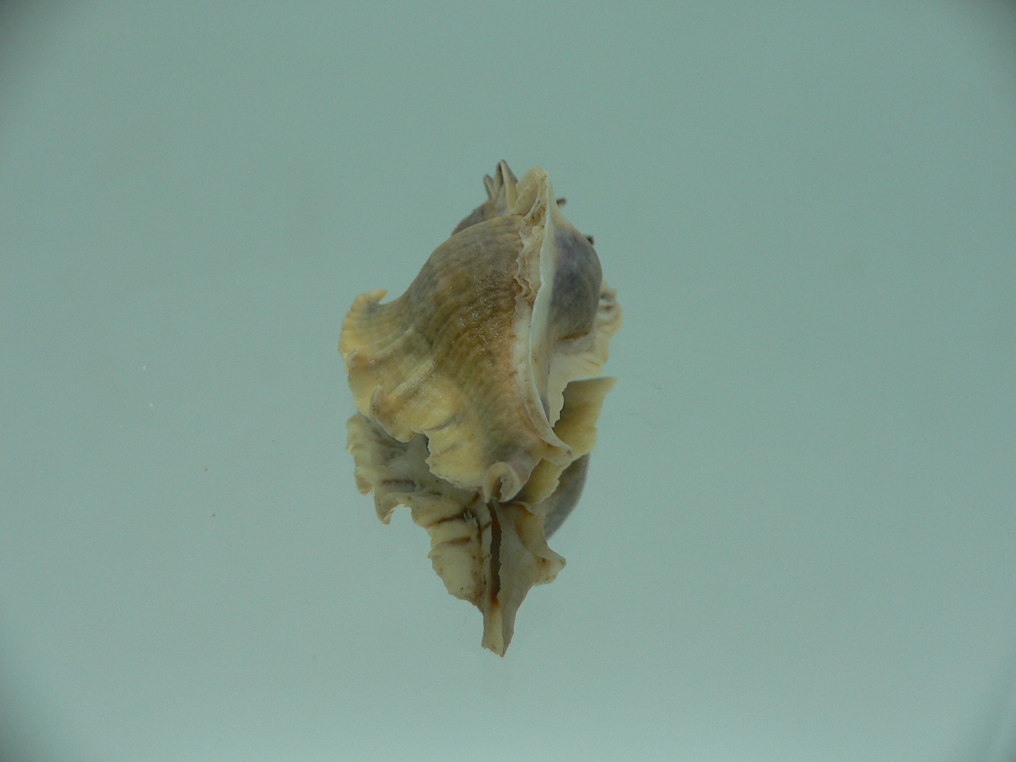 Pterochelus akation ELONGATE