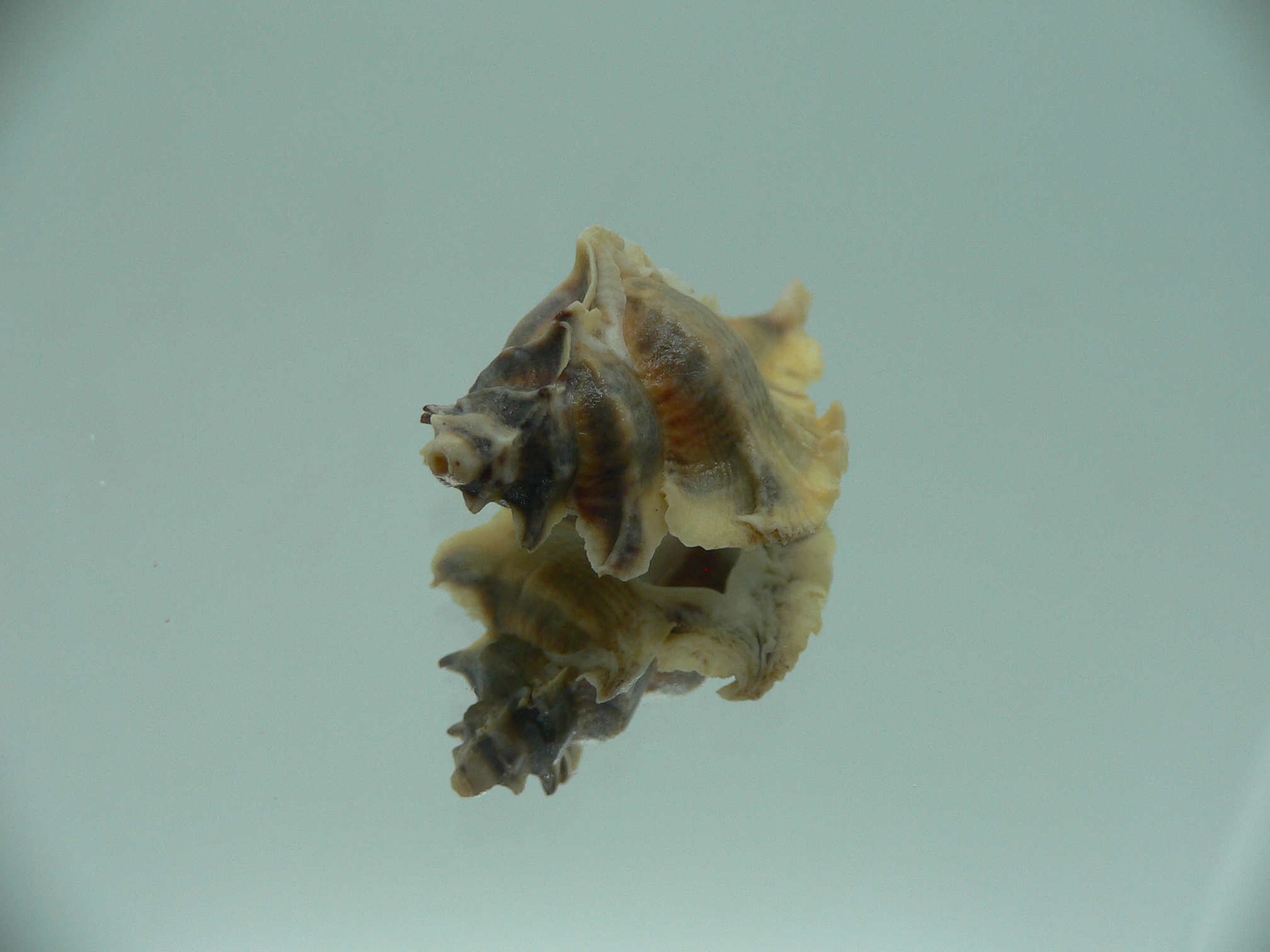 Pterochelus akation ELONGATE