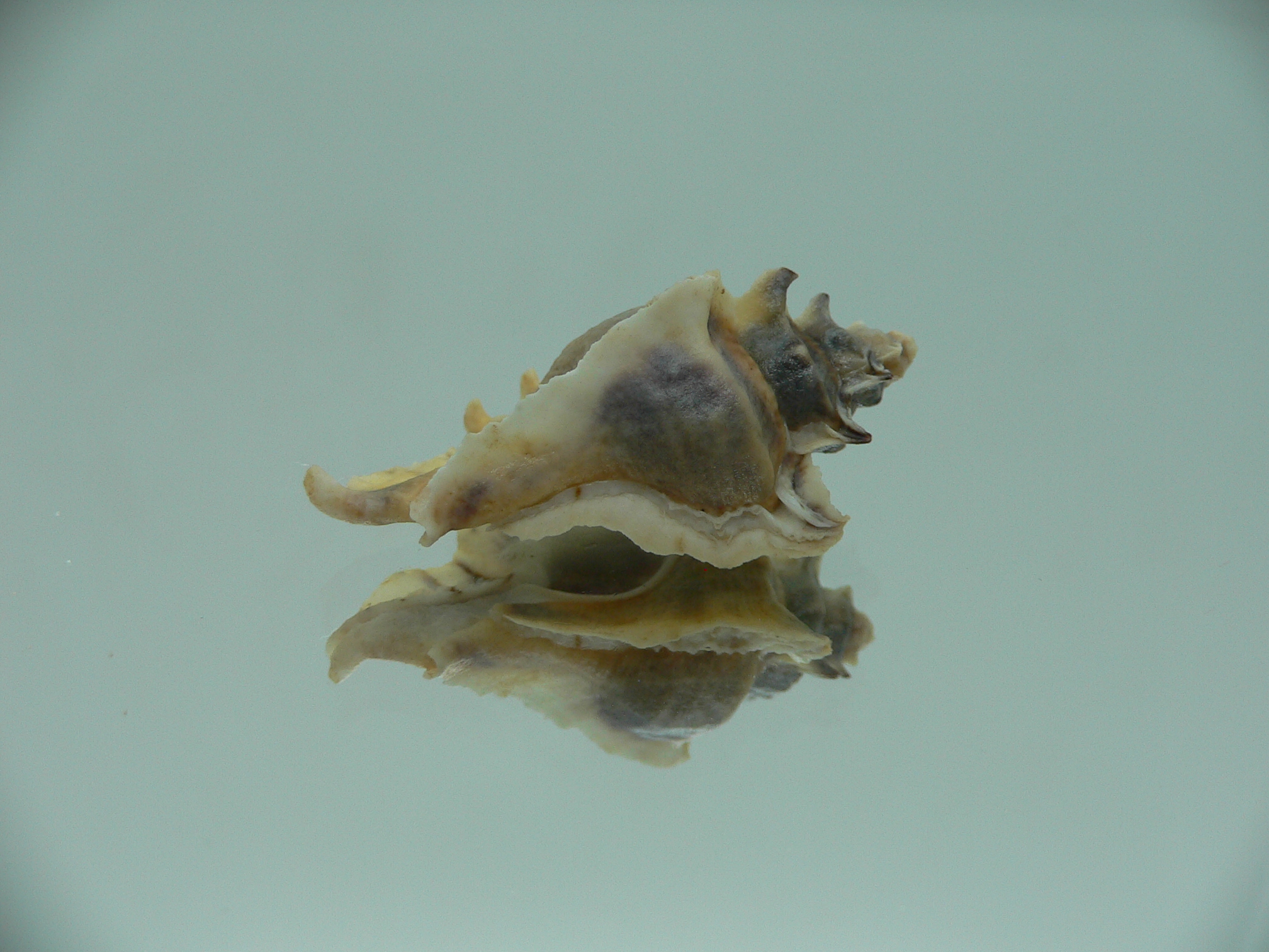 Pterochelus akation ELONGATE