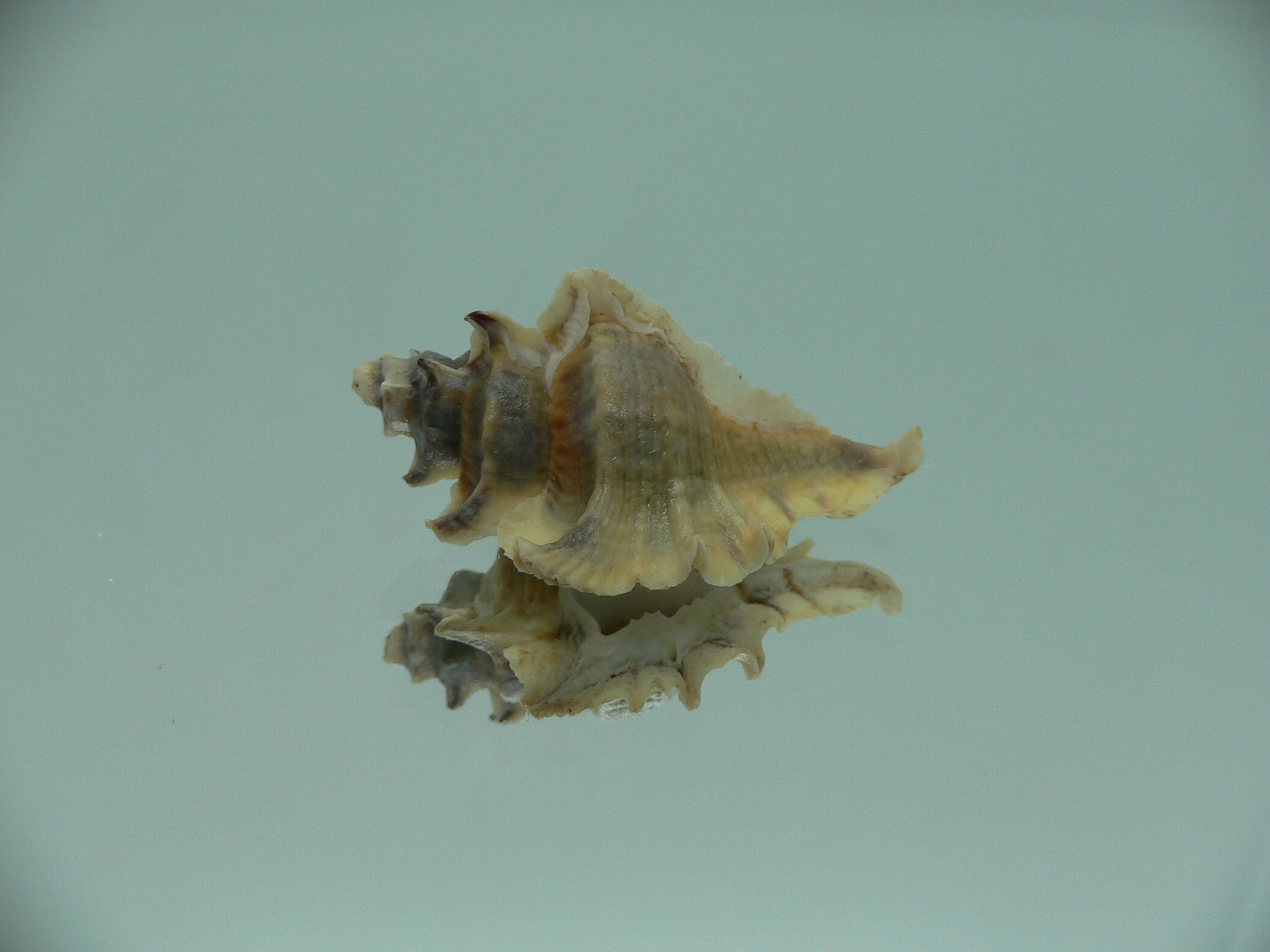 Pterochelus akation ELONGATE