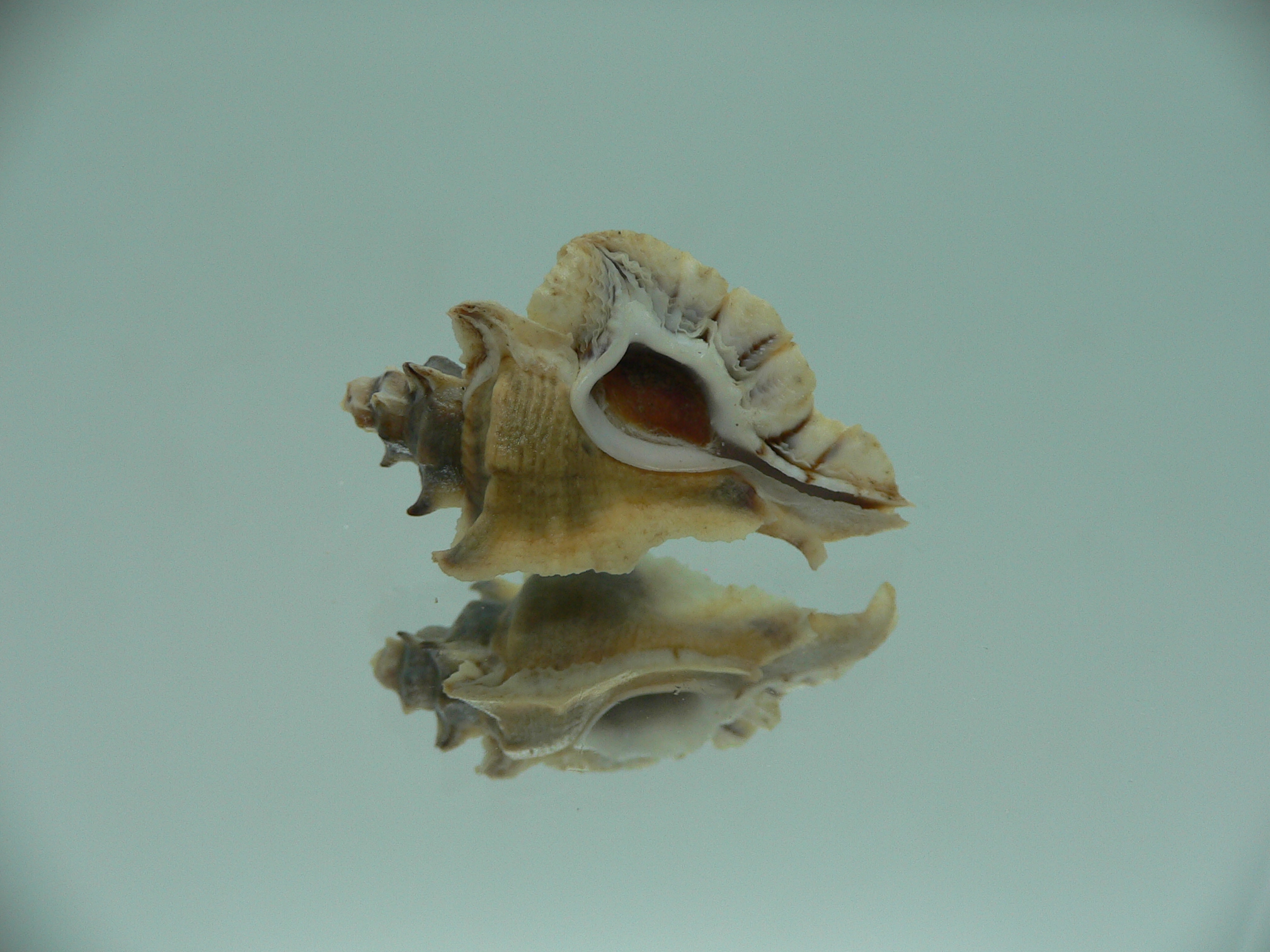 Pterochelus akation ELONGATE
