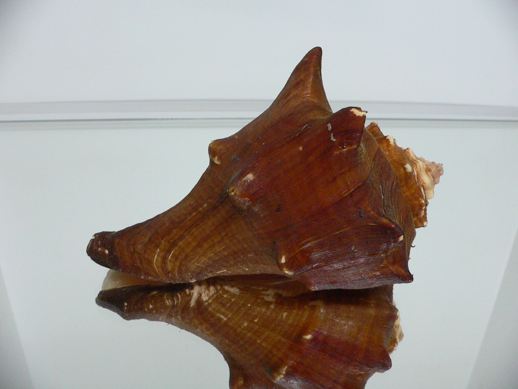 Volegalea carnaria BIG & SUPER DARK