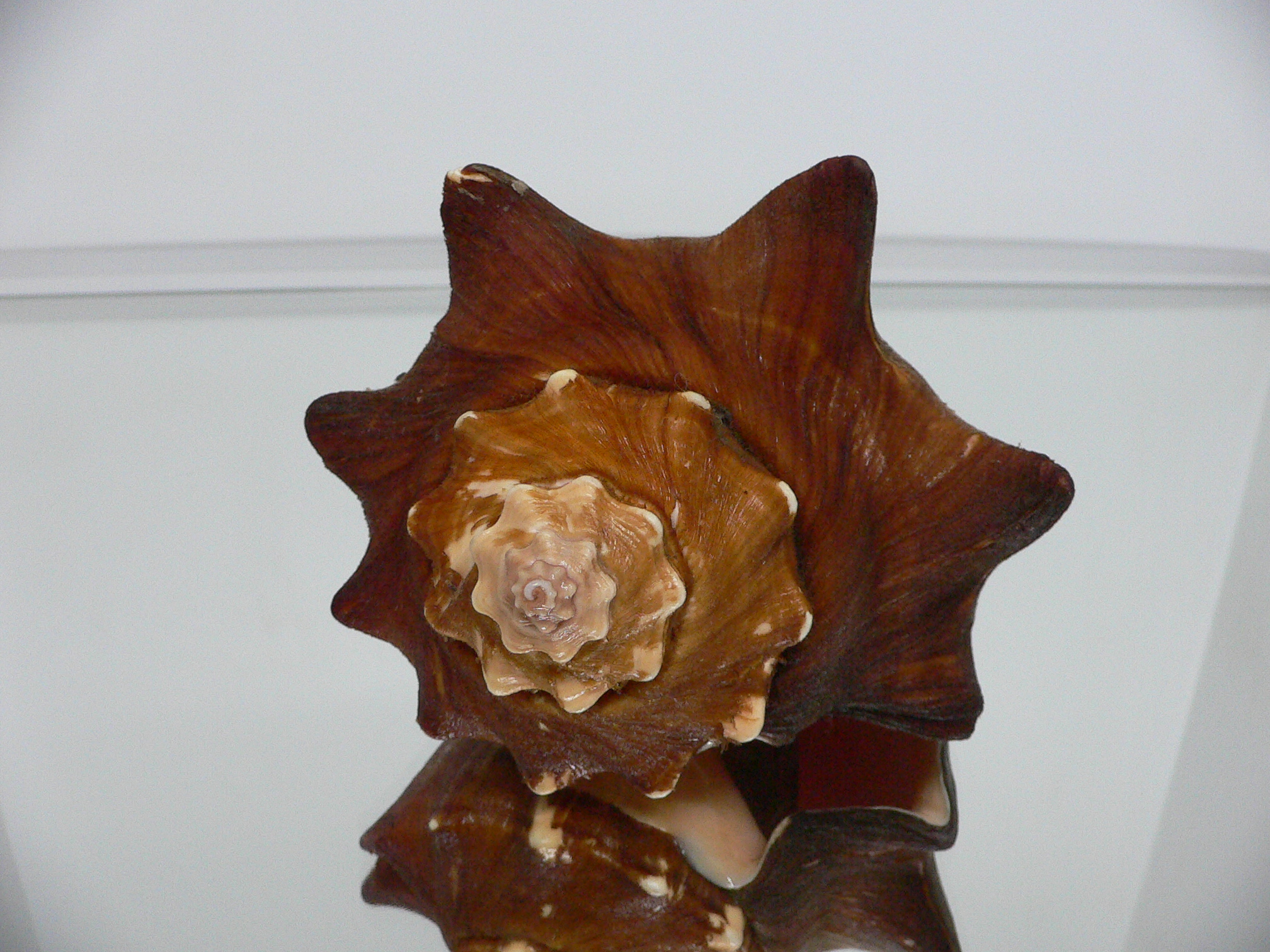 Volegalea carnaria BIG & SUPER DARK