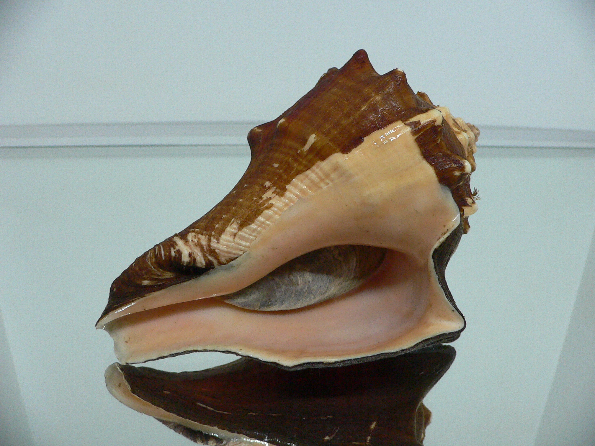 Volegalea carnaria BIG & SUPER DARK