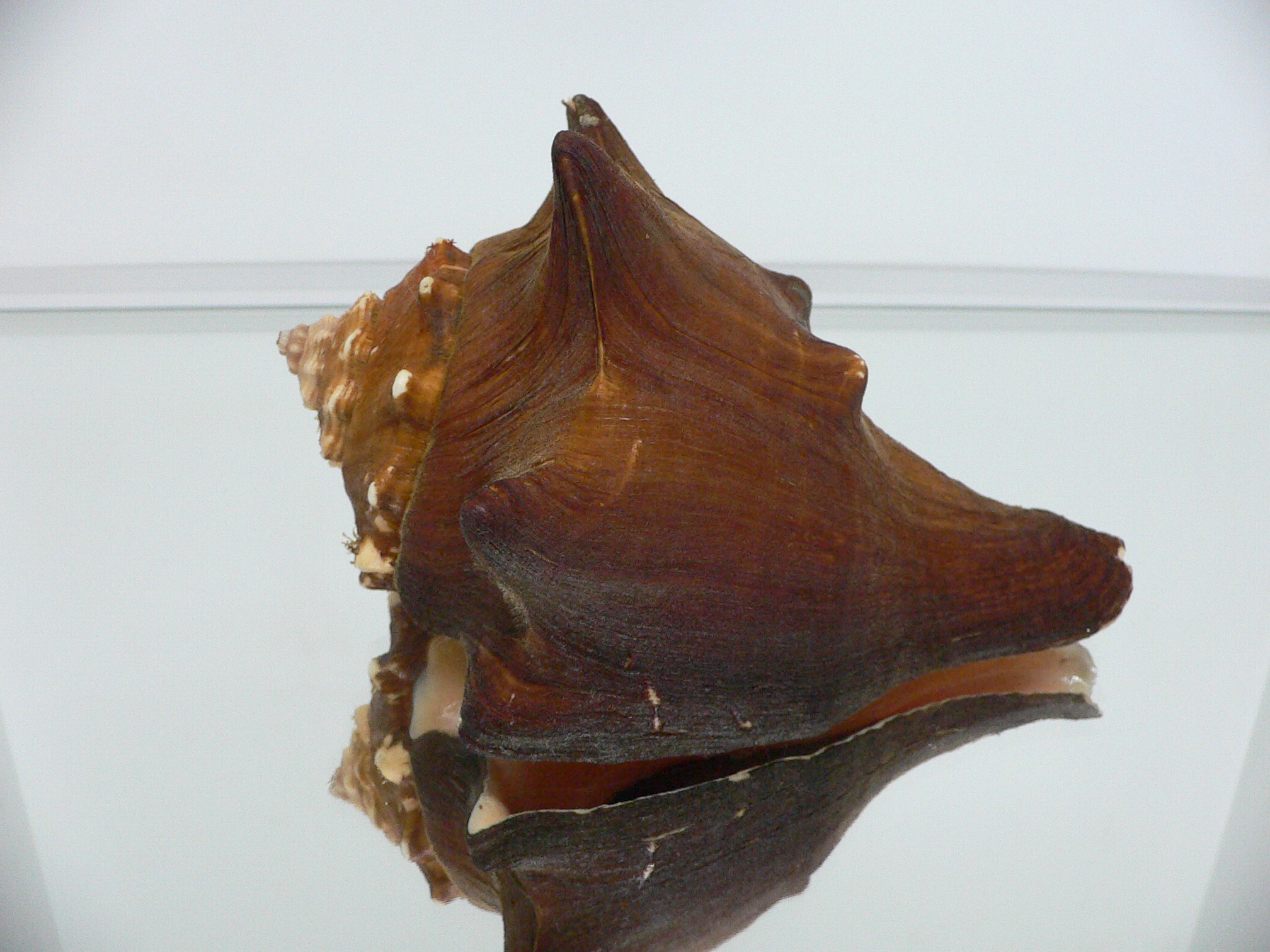 Volegalea carnaria BIG & SUPER DARK