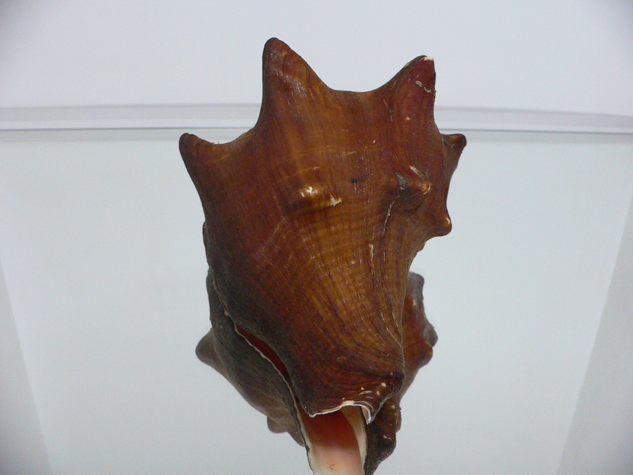 Volegalea carnaria BIG & SUPER DARK