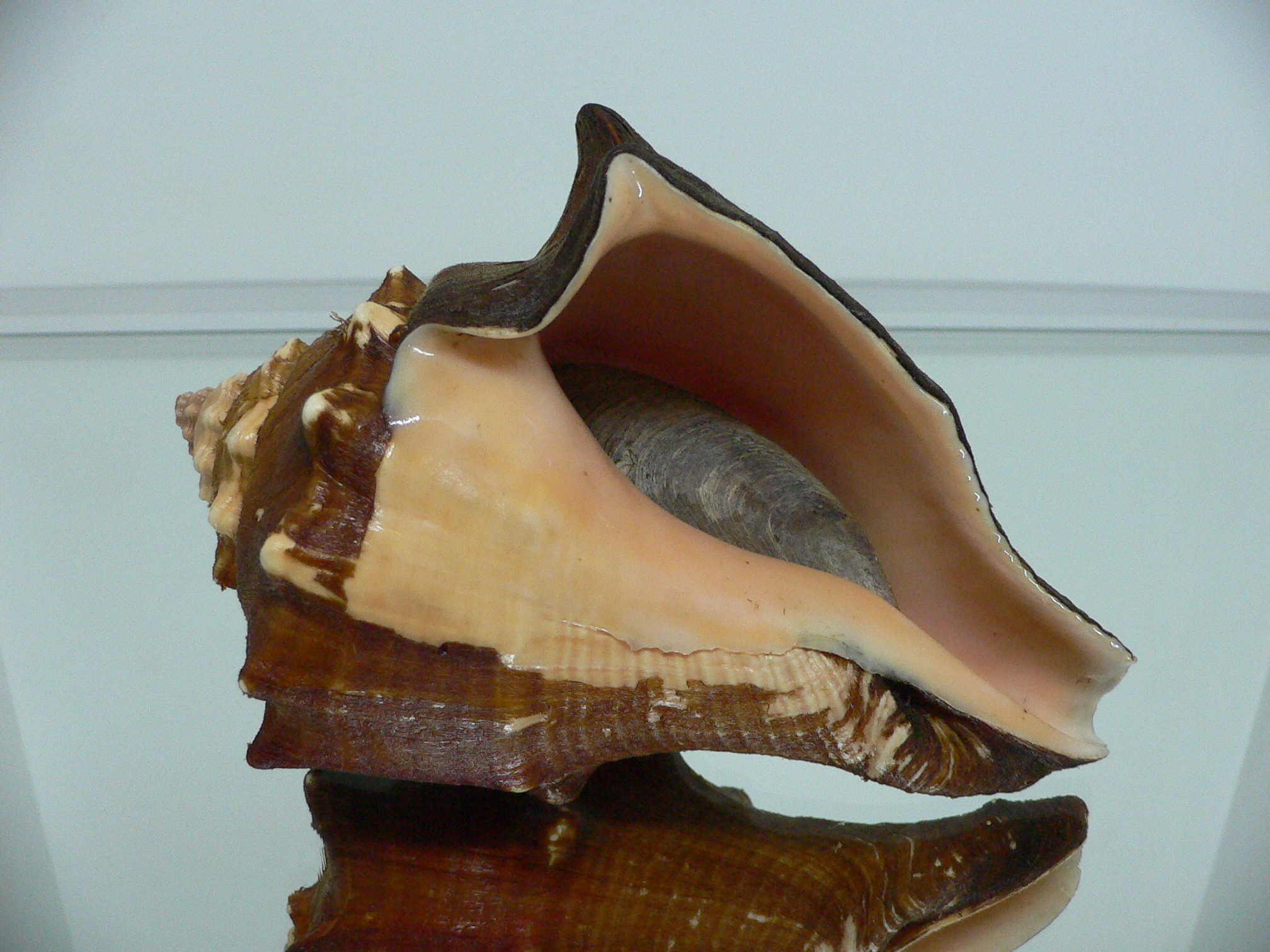 Volegalea carnaria BIG & SUPER DARK