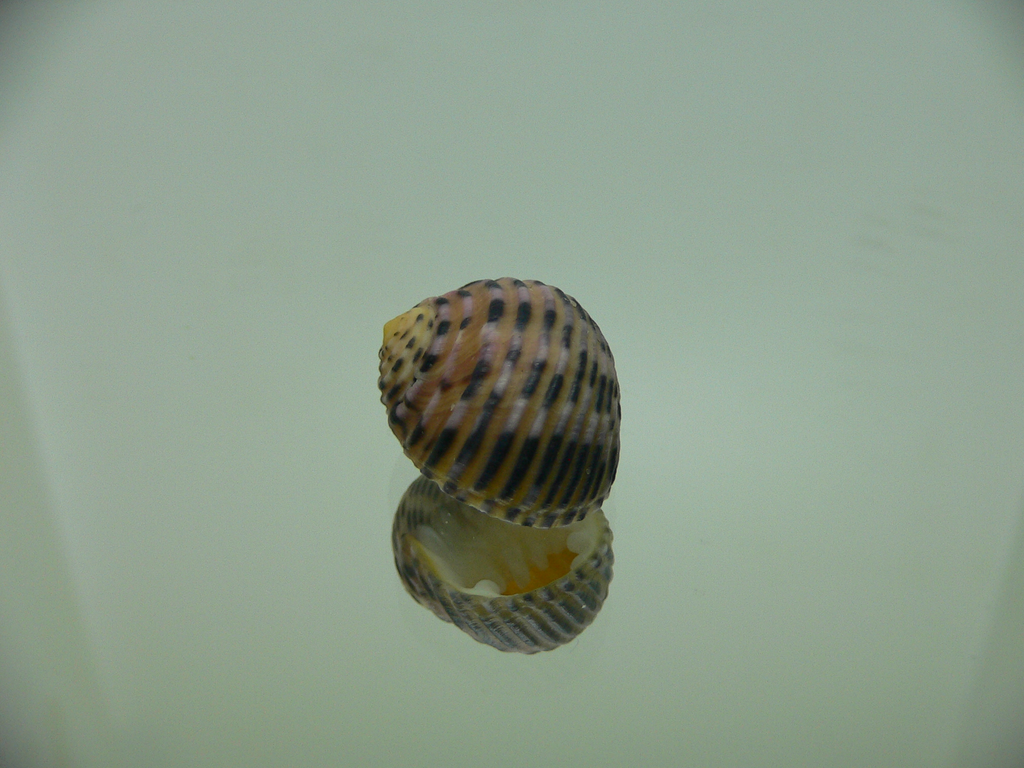 Nerita plicata PINK COLOR