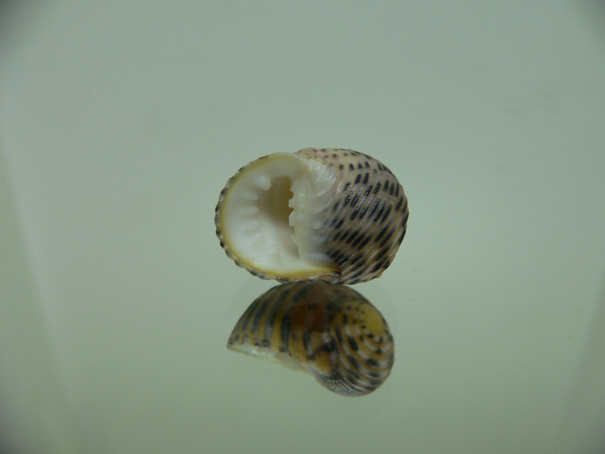 Nerita plicata PINK COLOR