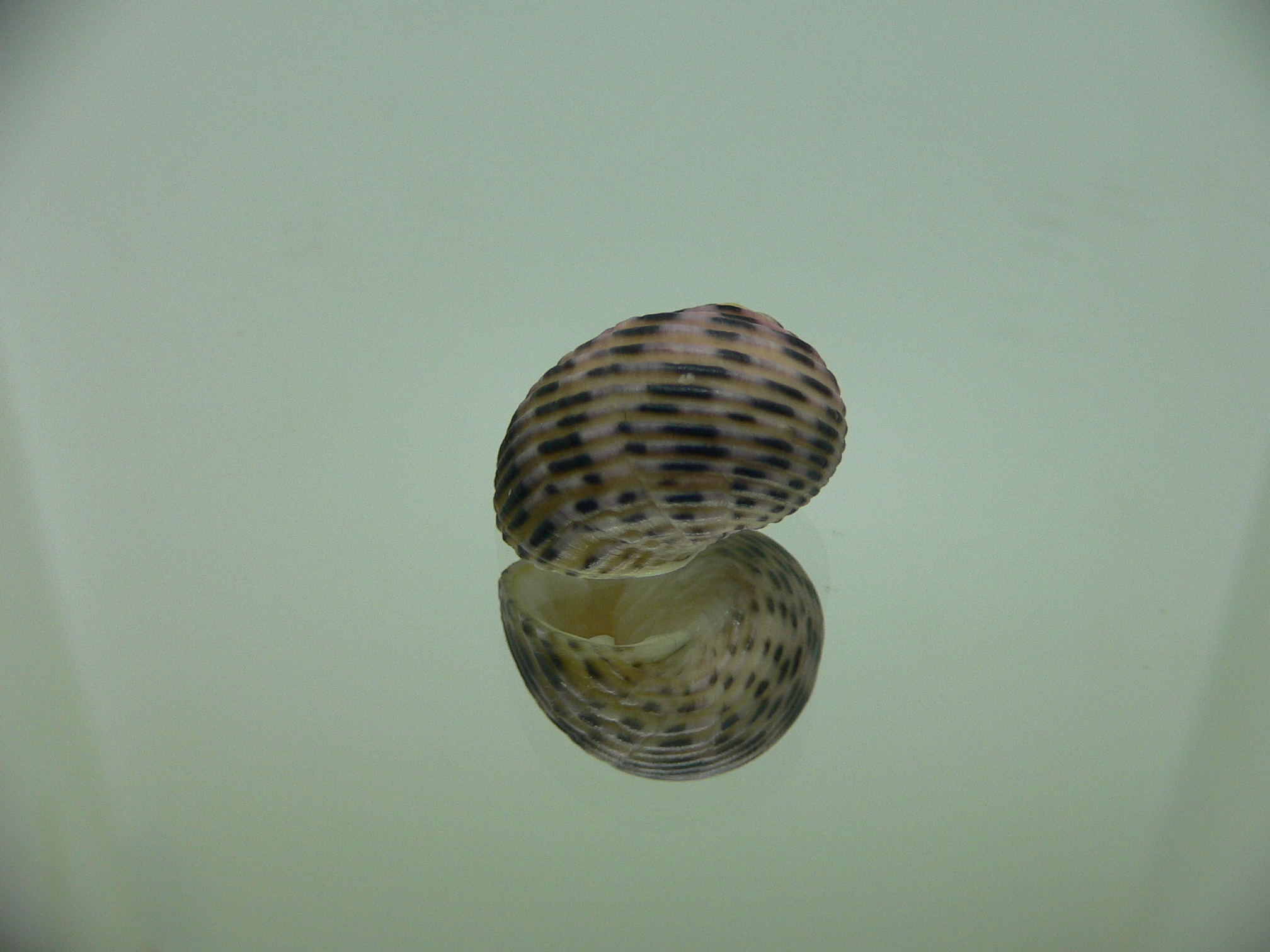 Nerita plicata PINK COLOR