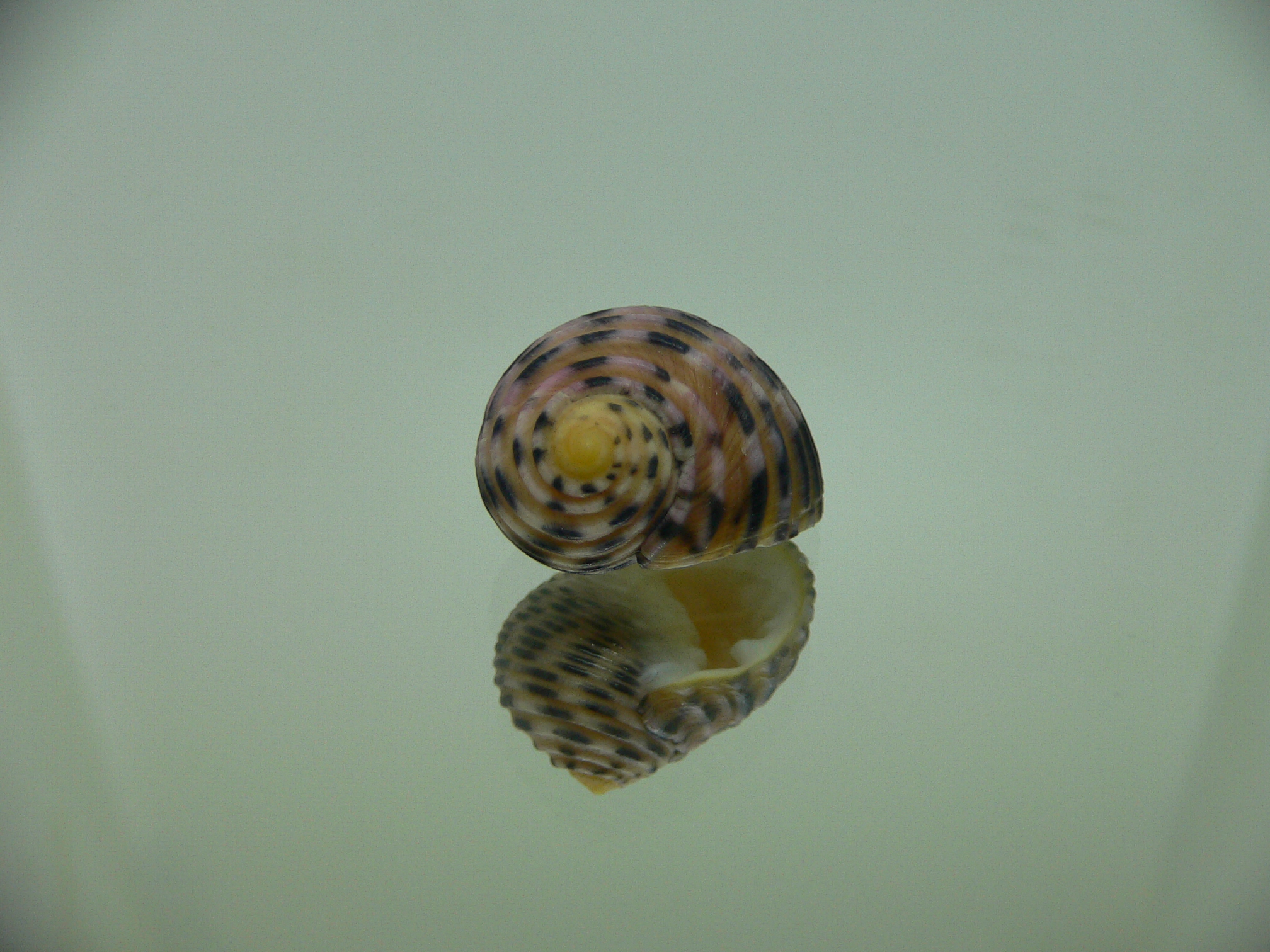 Nerita plicata PINK COLOR