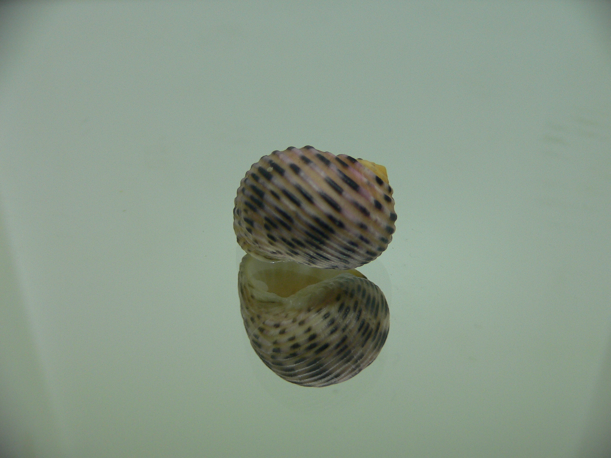 Nerita plicata PINK COLOR