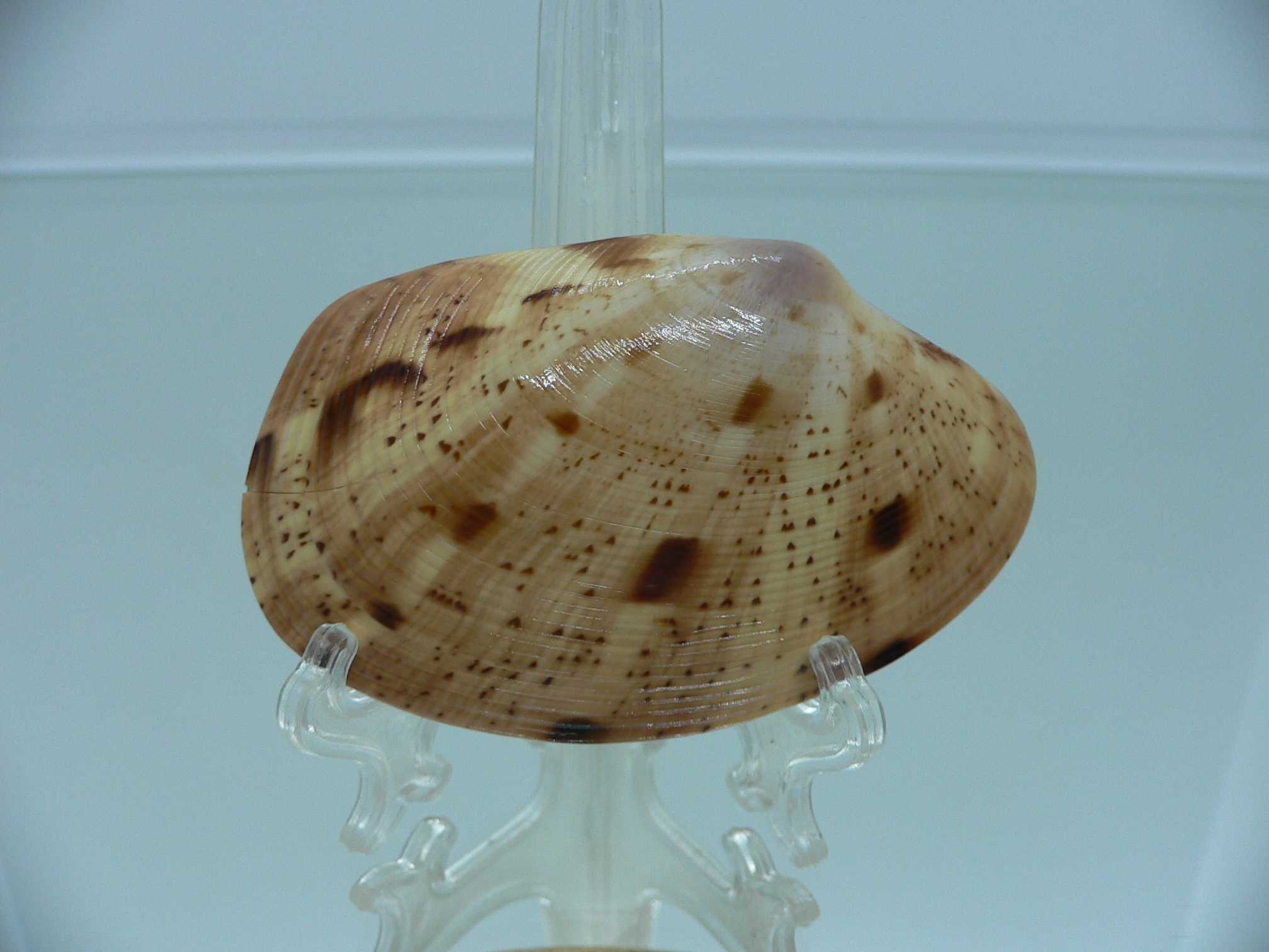 Tapes literatus MOTLEY