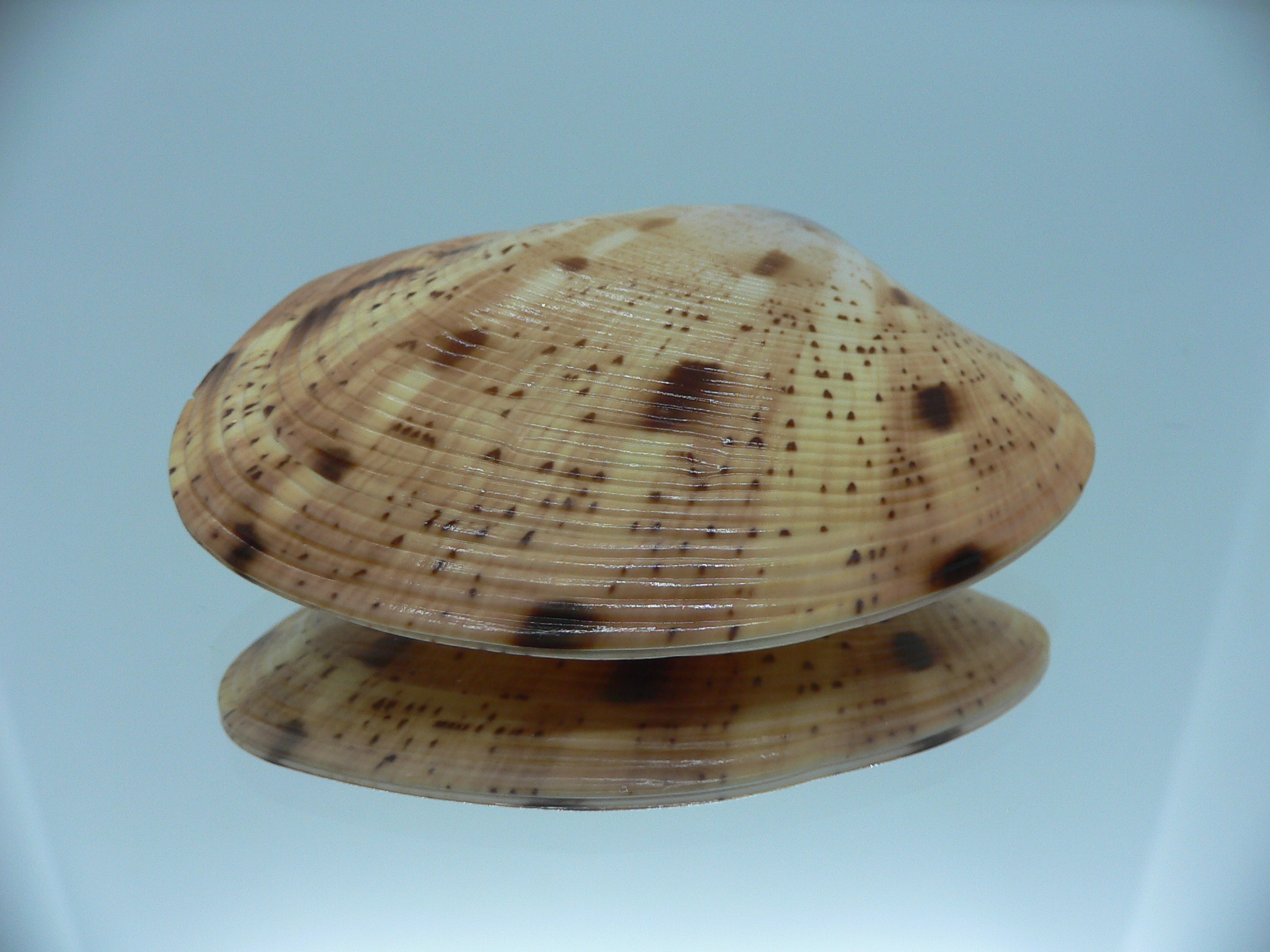 Tapes literatus MOTLEY