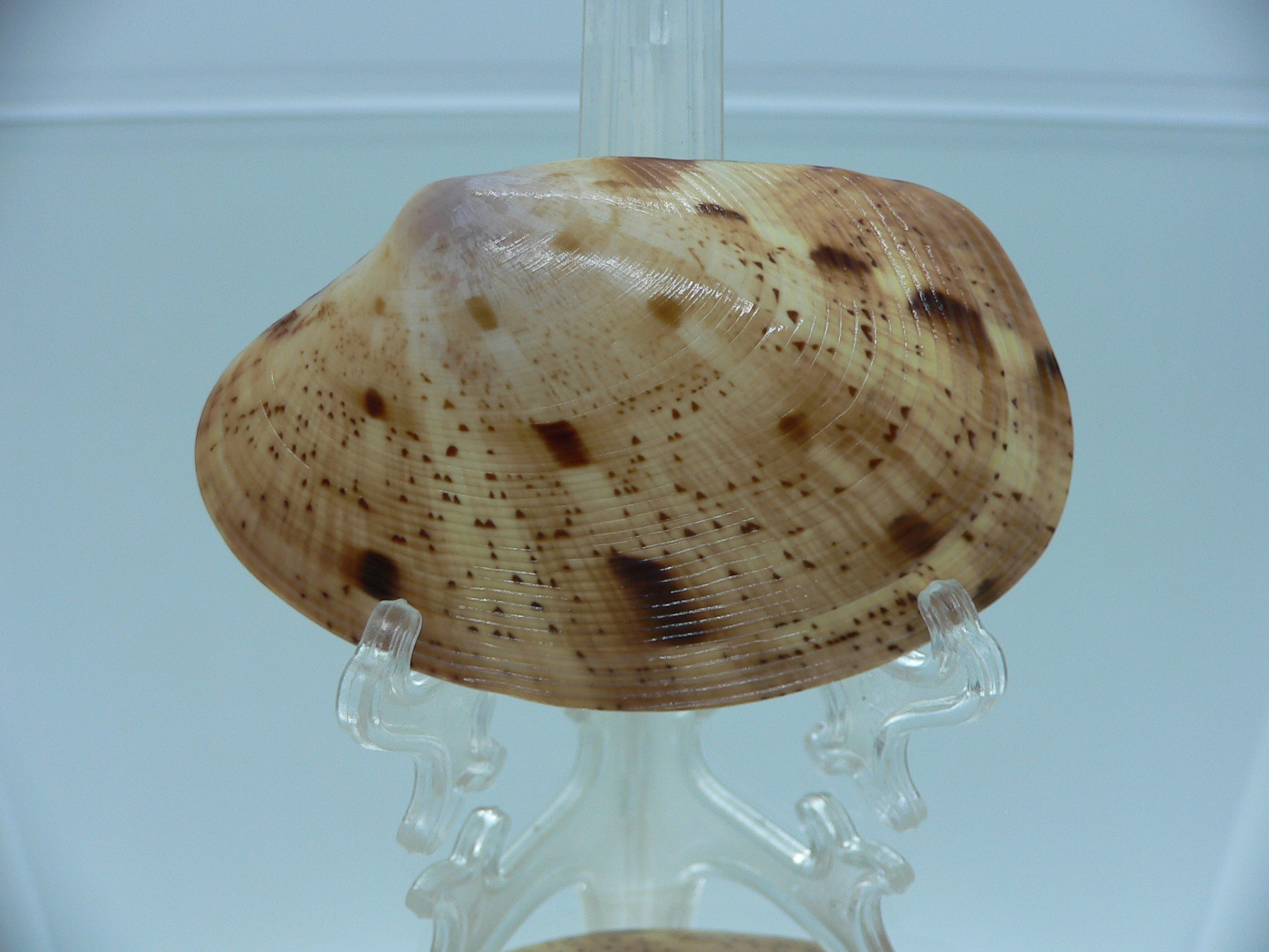 Tapes literatus MOTLEY