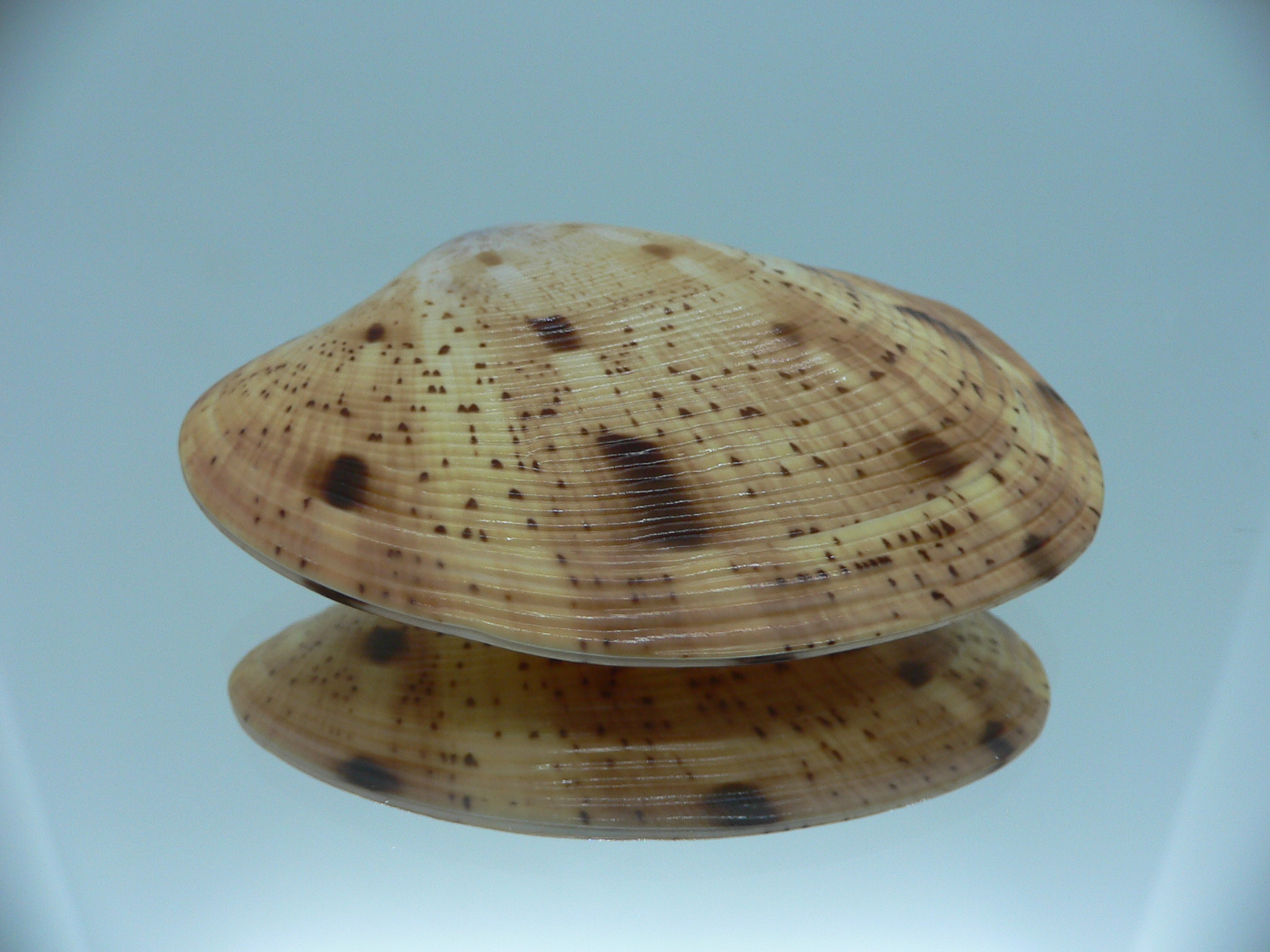 Tapes literatus MOTLEY