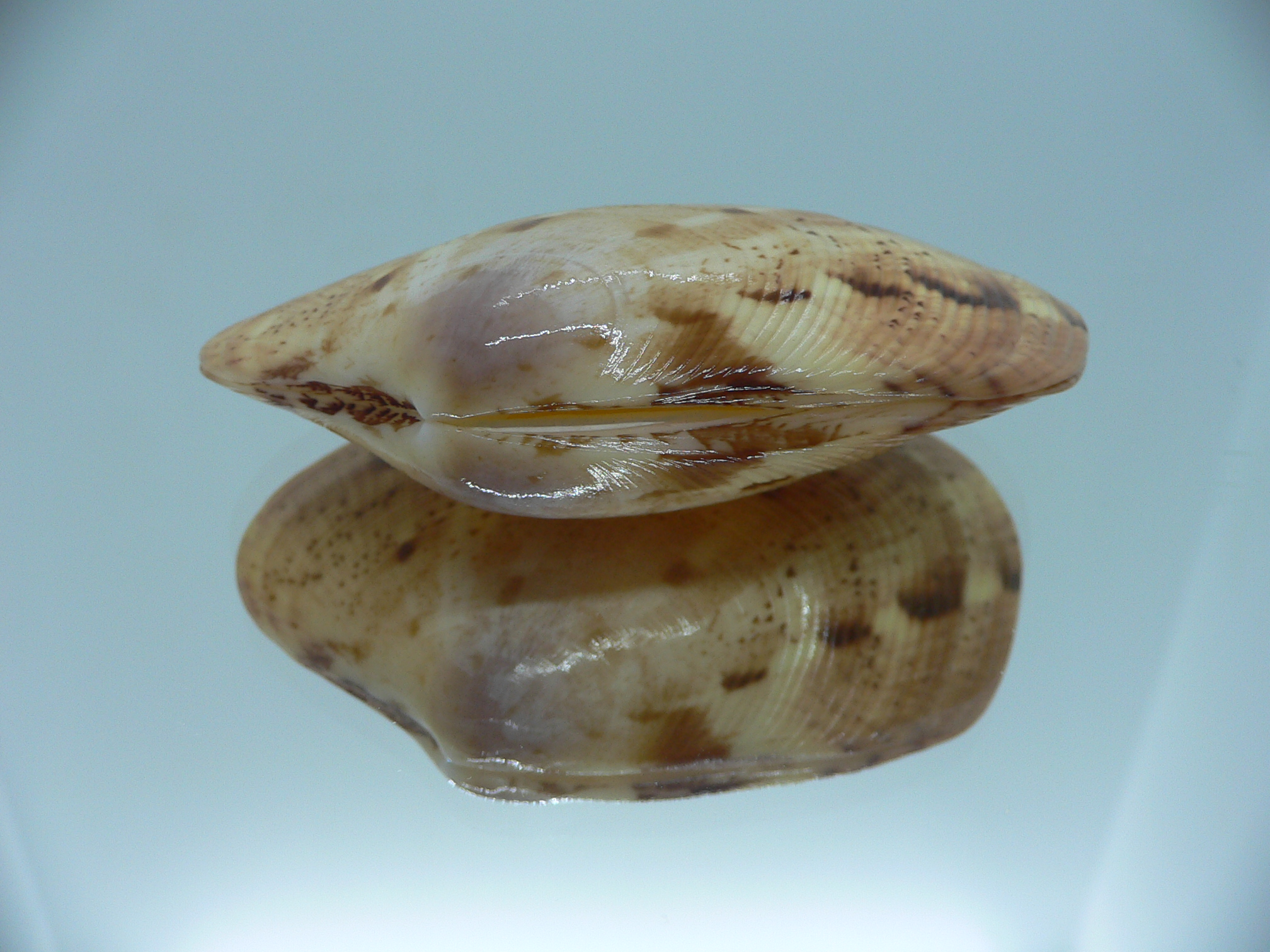 Tapes literatus MOTLEY