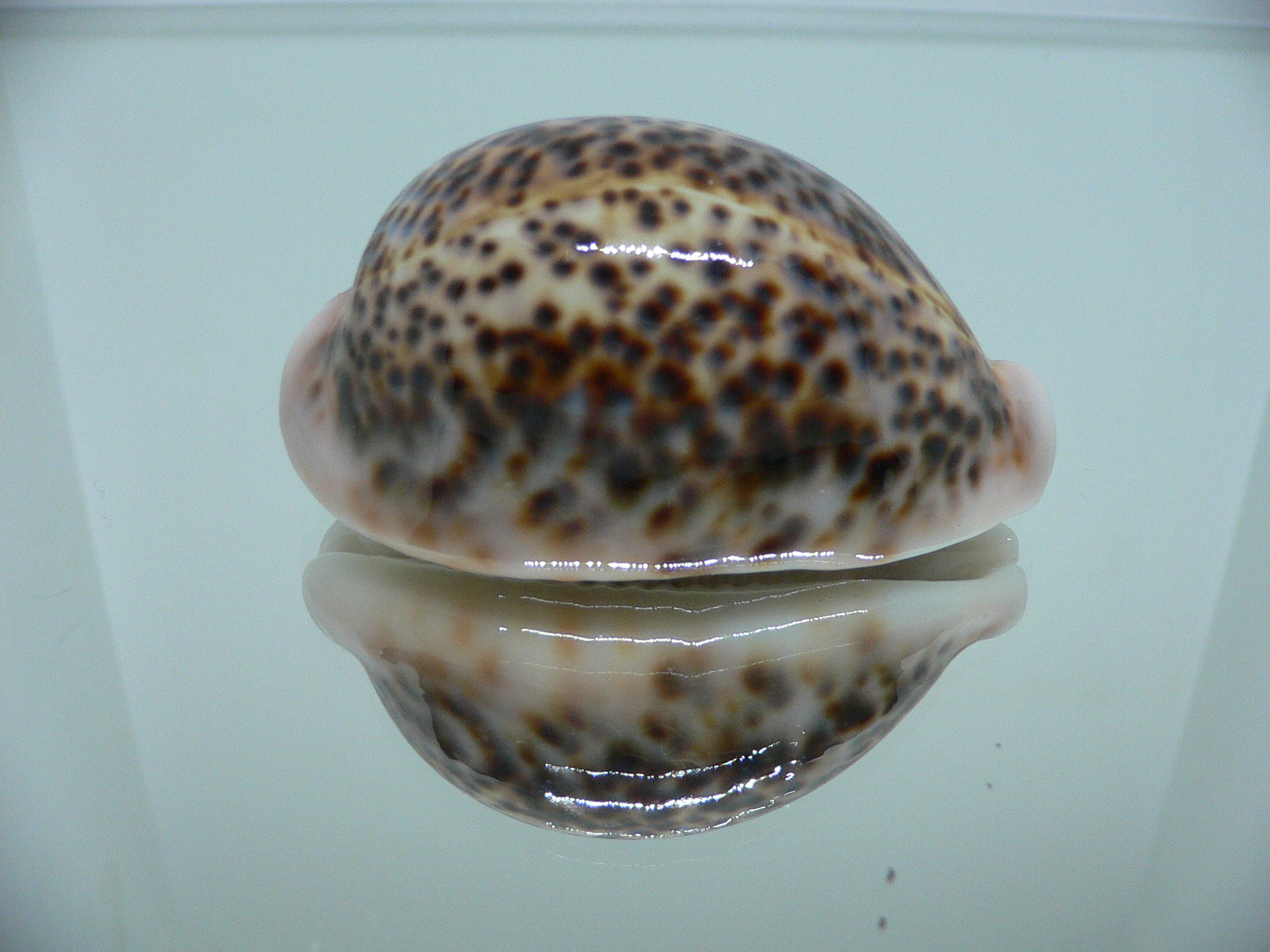 Cypraea pantherina CALLOUSED