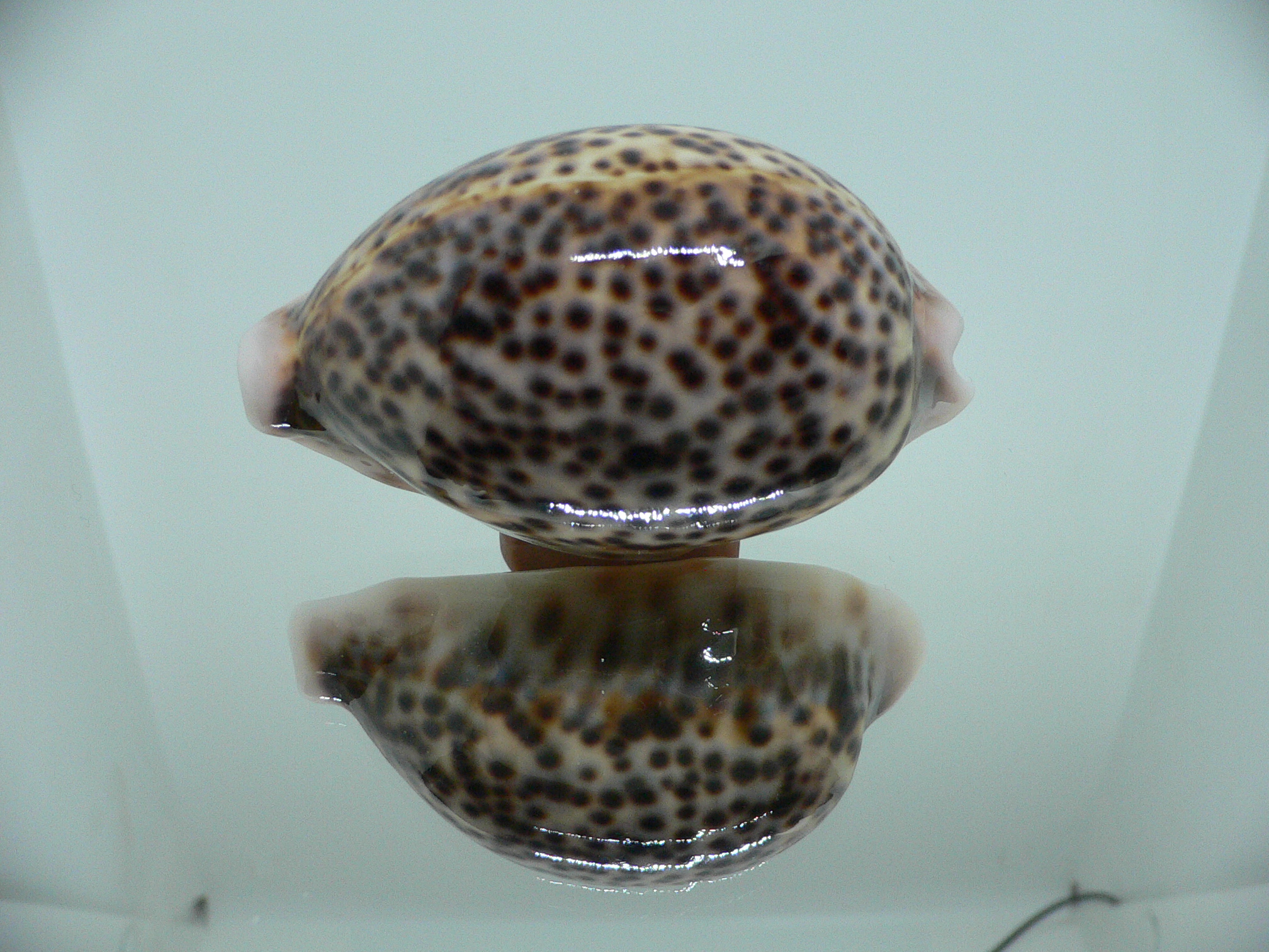 Cypraea pantherina CALLOUSED