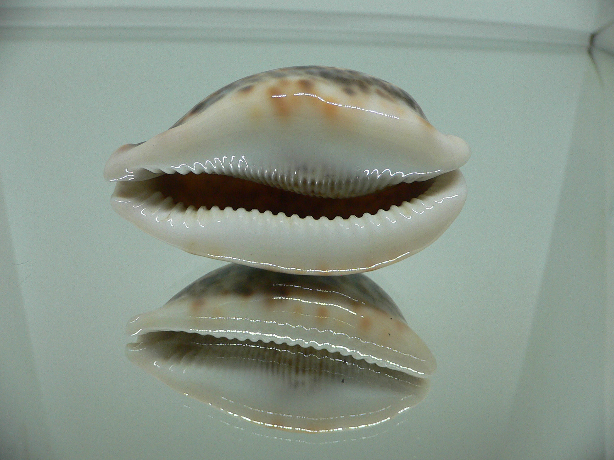 Cypraea pantherina CALLOUSED