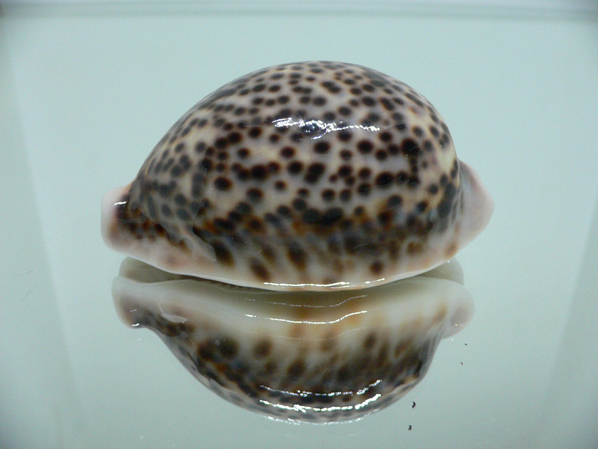 Cypraea pantherina CALLOUSED