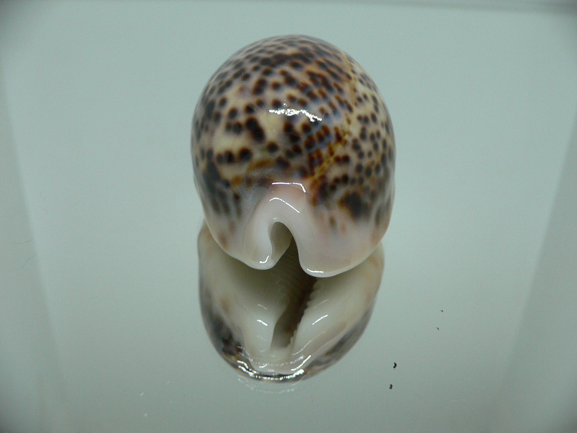 Cypraea pantherina CALLOUSED