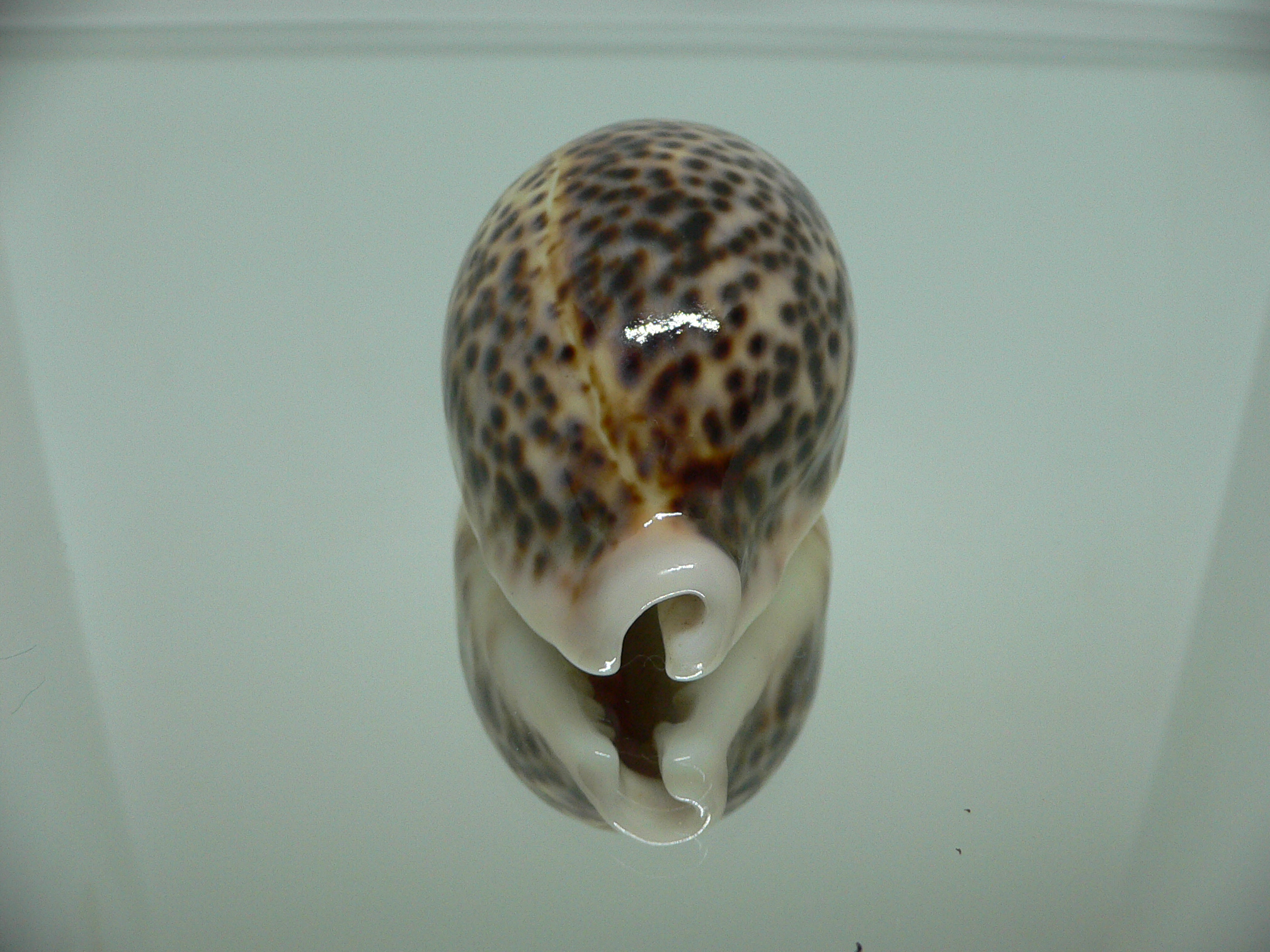 Cypraea pantherina CALLOUSED