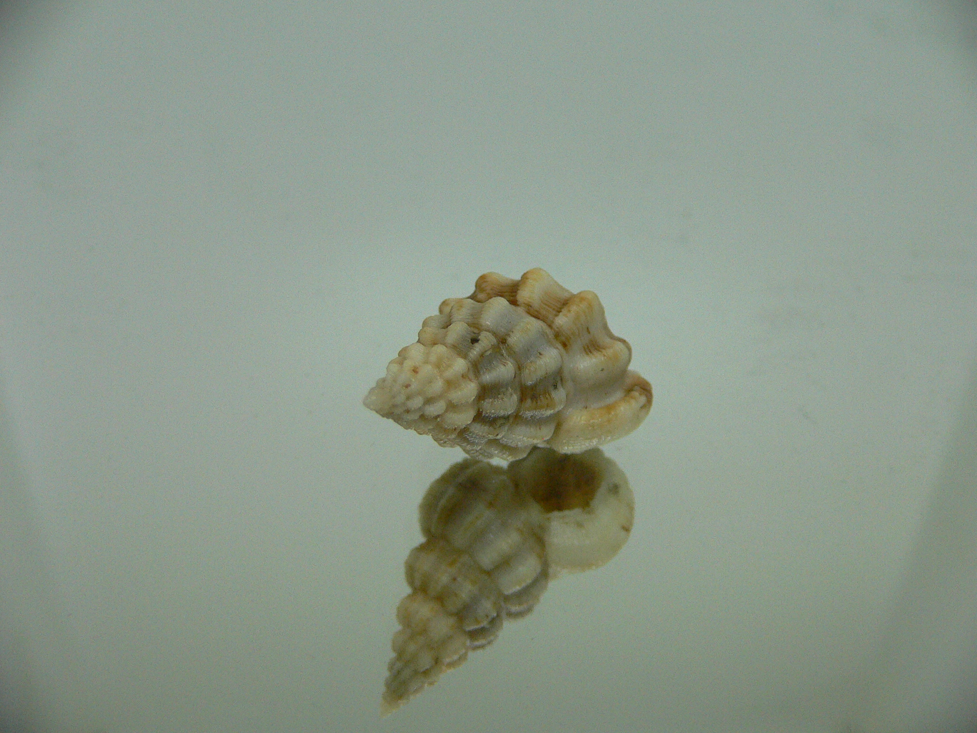 Nassaria acuminata