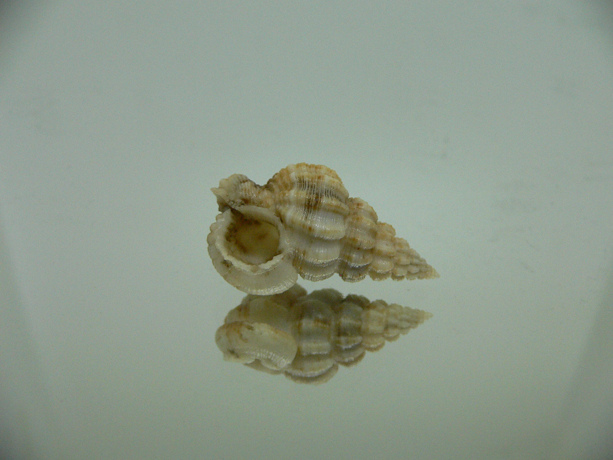 Nassaria acuminata