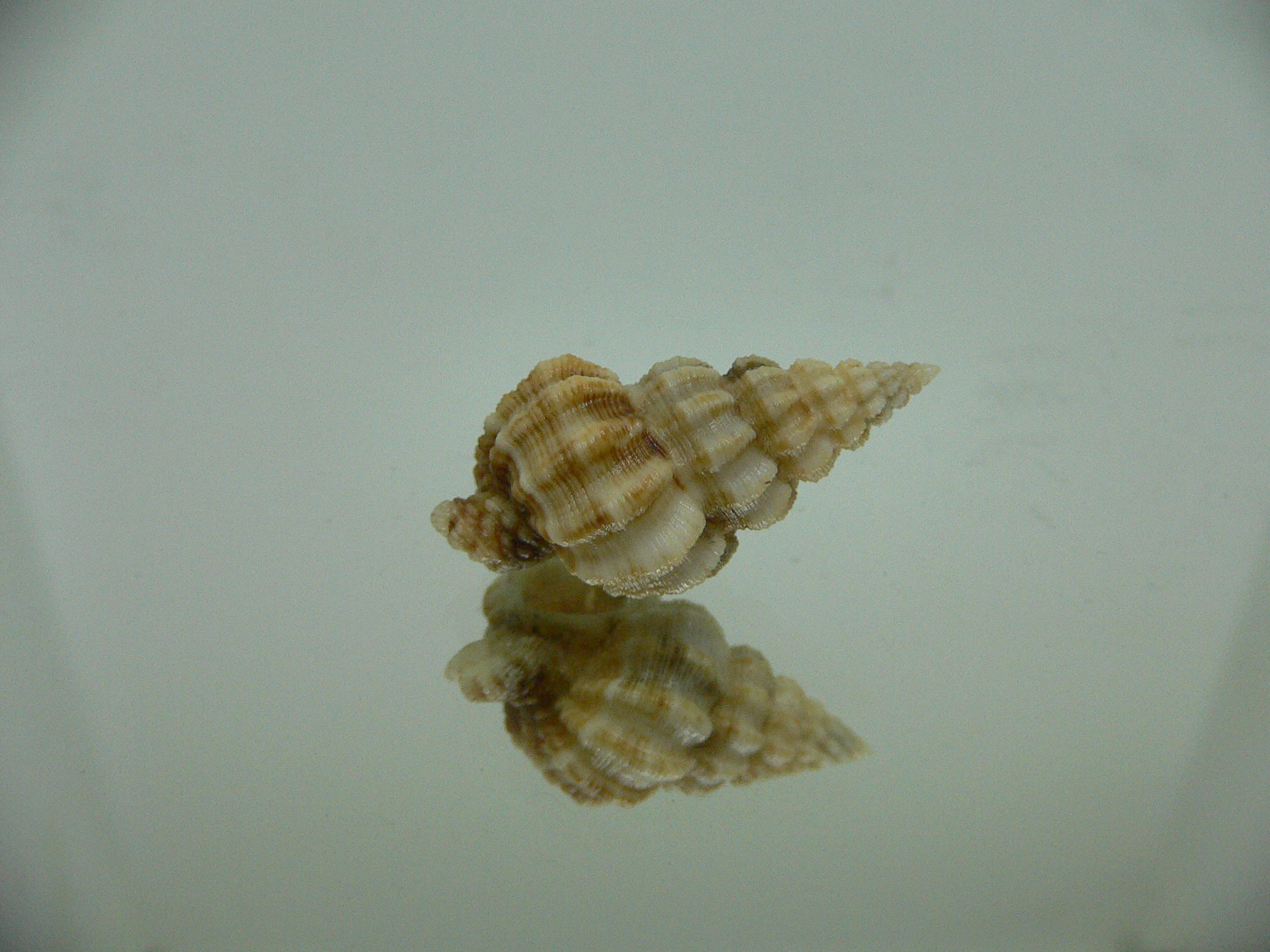 Nassaria acuminata