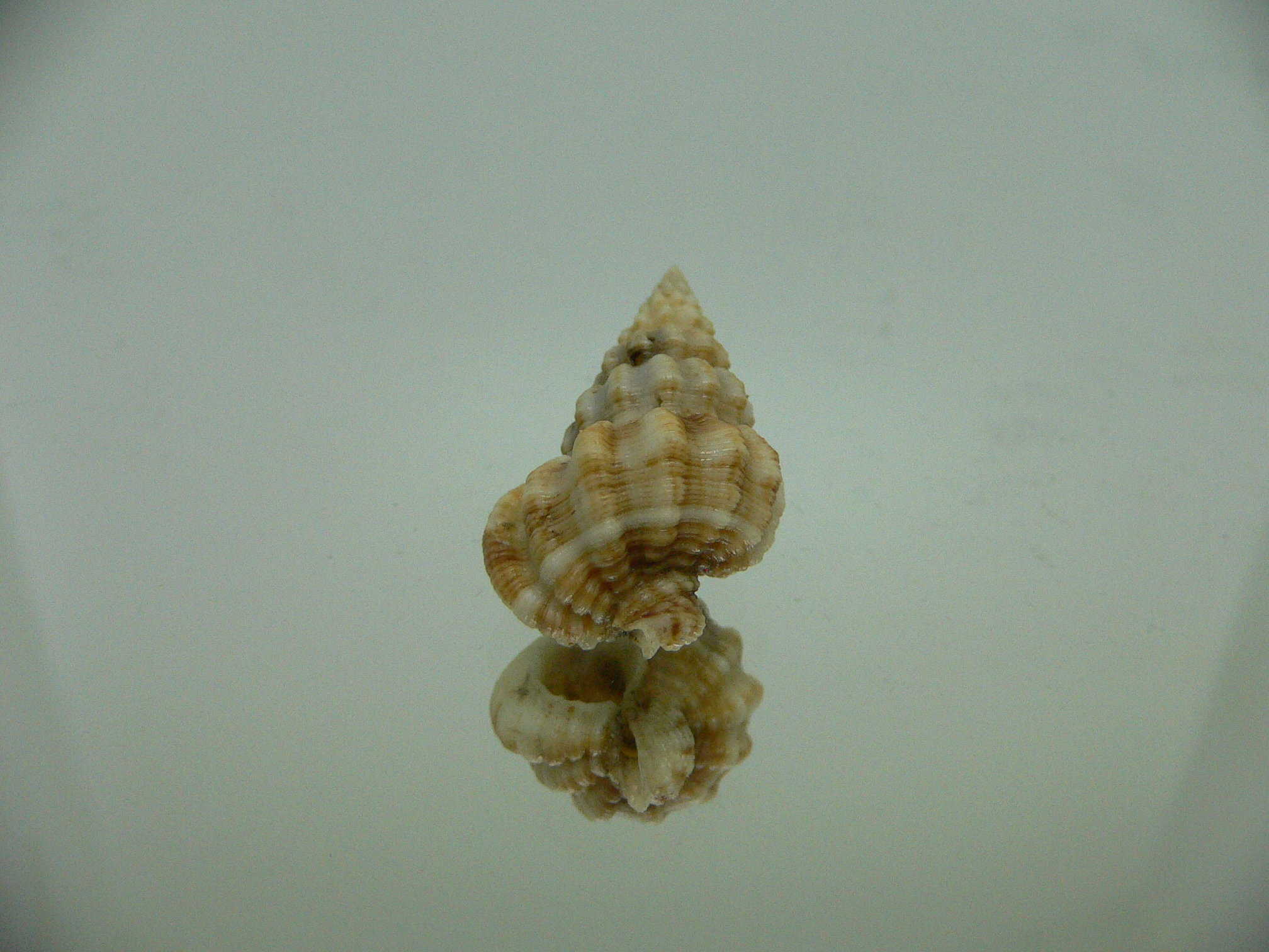 Nassaria acuminata