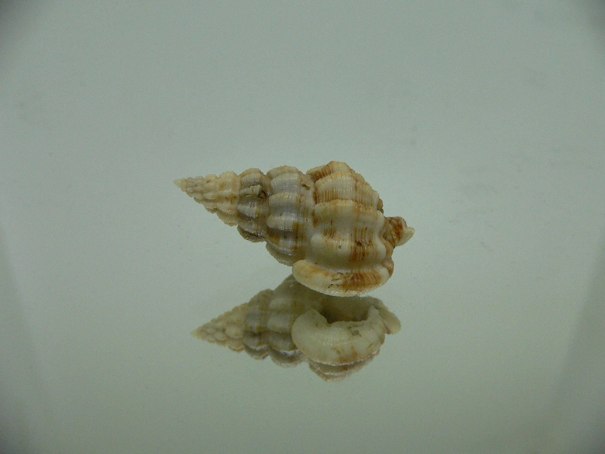 Nassaria acuminata
