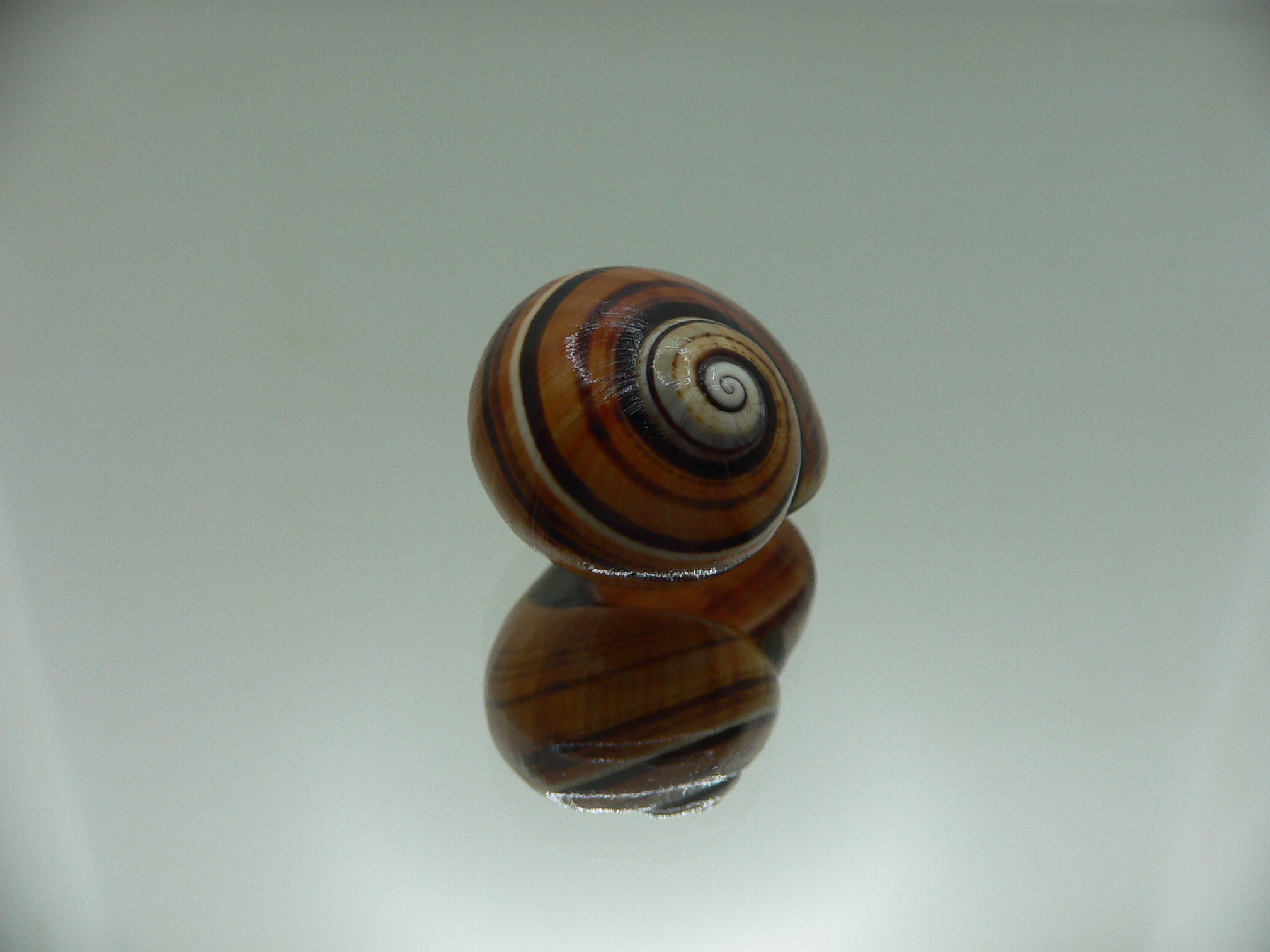 Polymita picta muscarum SUPER COLOR