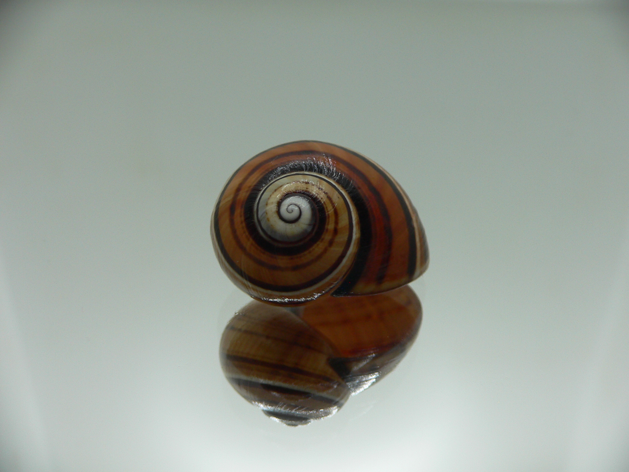 Polymita picta muscarum SUPER COLOR