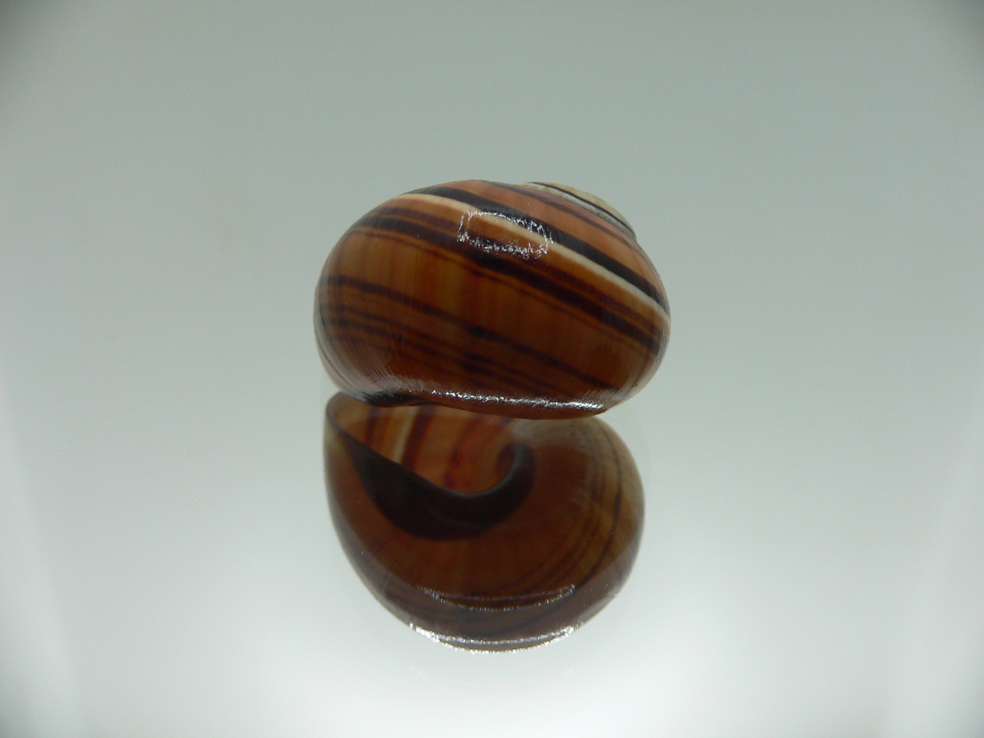 Polymita picta muscarum SUPER COLOR