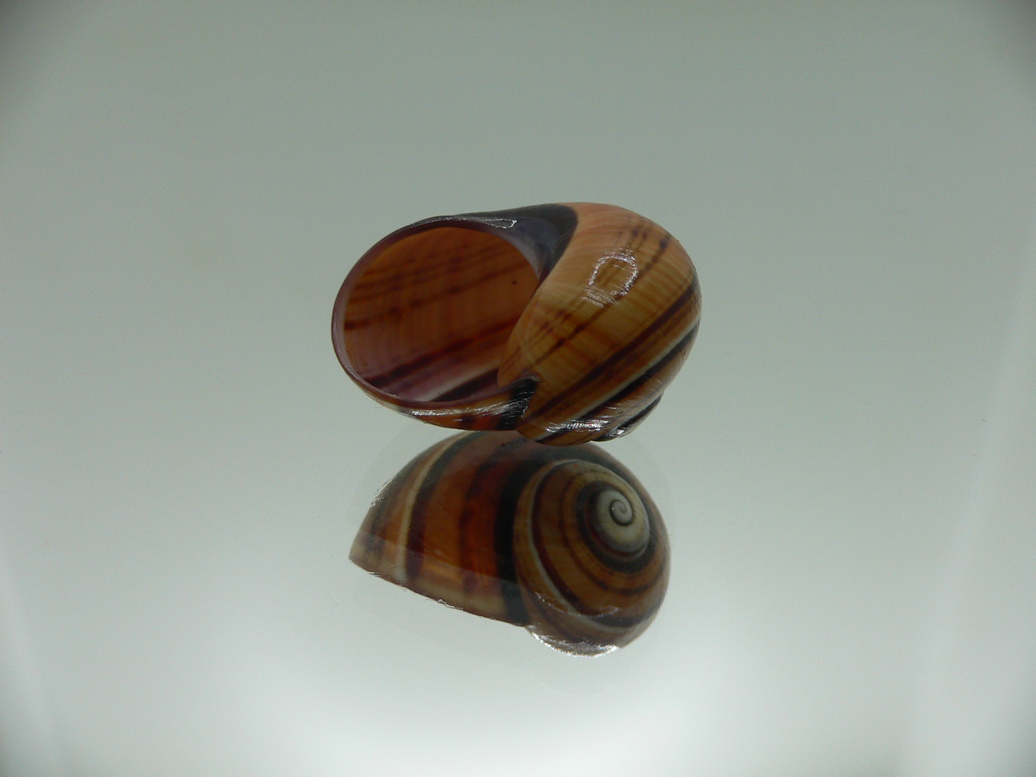 Polymita picta muscarum SUPER COLOR