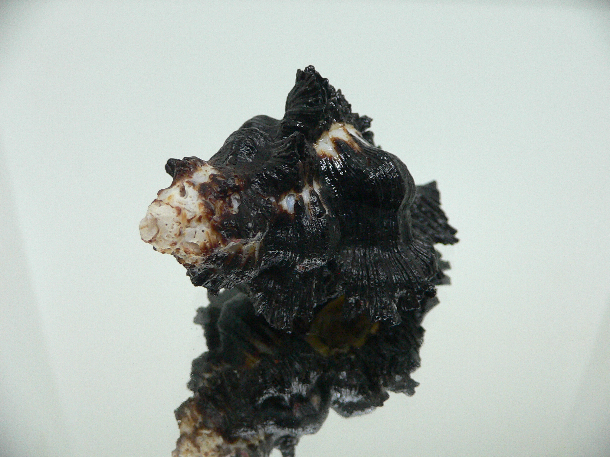 Chicoreus brunneus HILLY