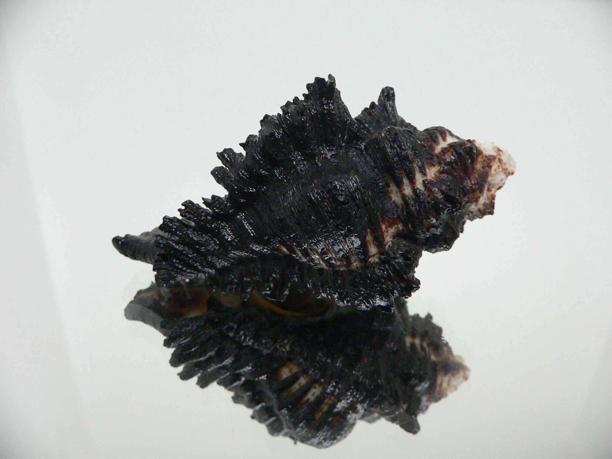 Chicoreus brunneus HILLY