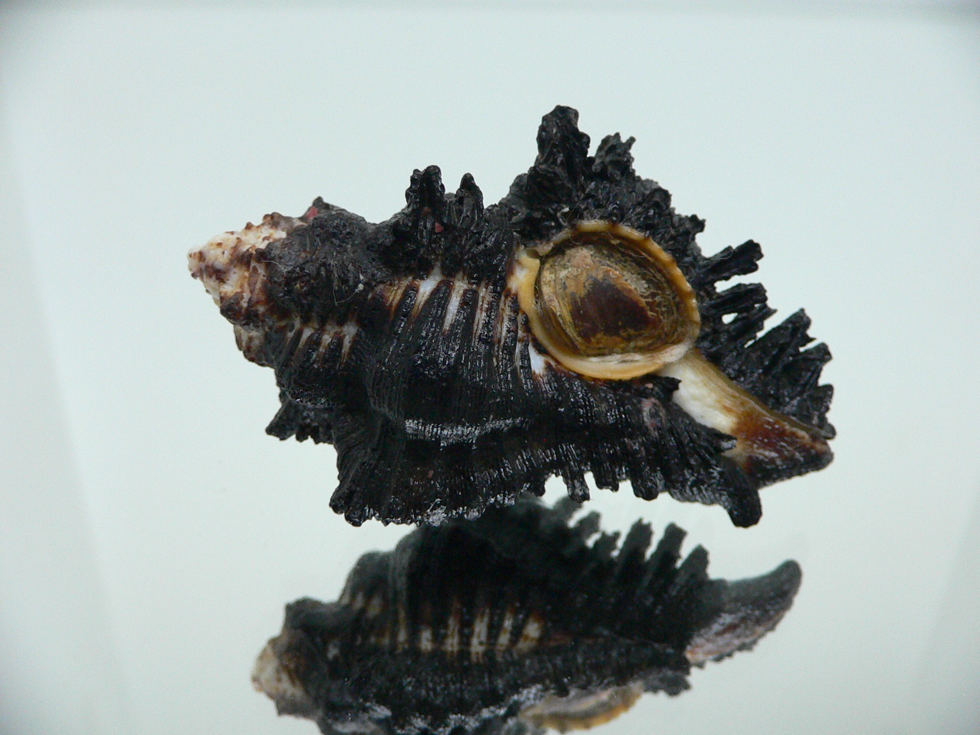 Chicoreus brunneus HILLY