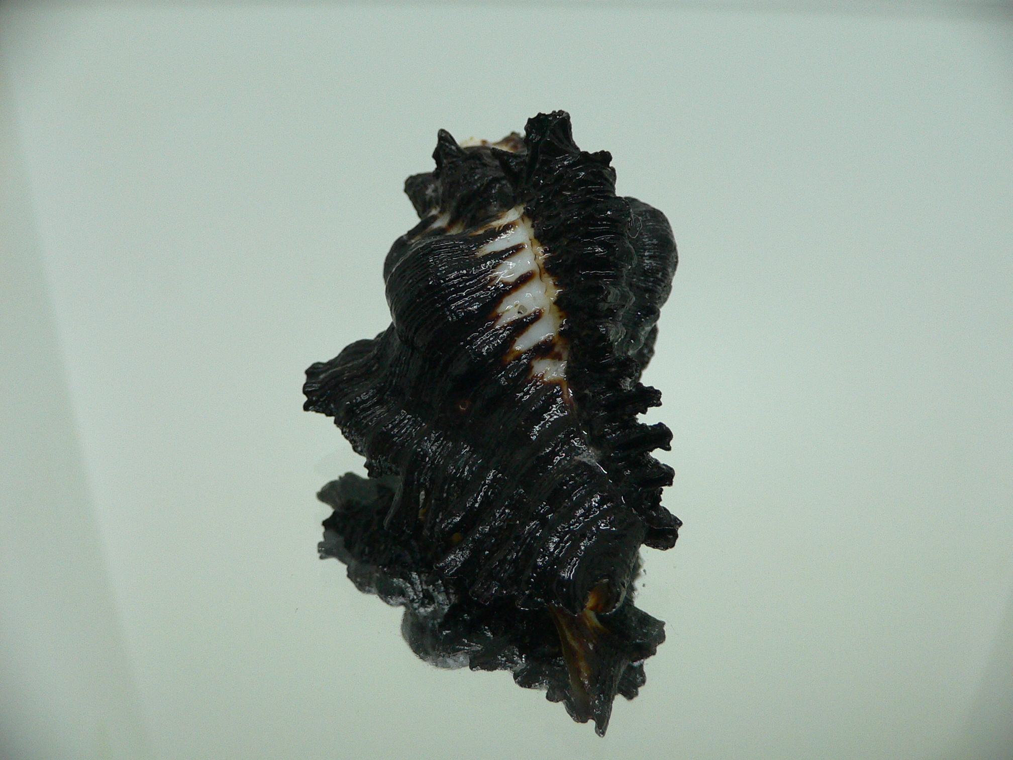 Chicoreus brunneus HILLY