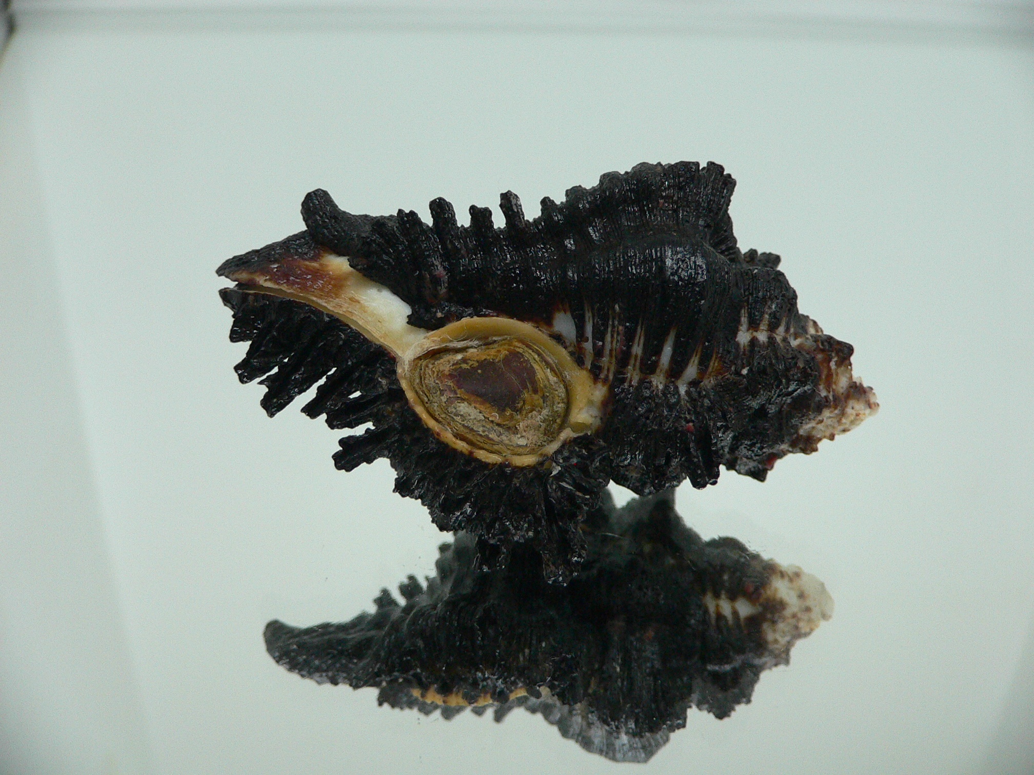 Chicoreus brunneus HILLY