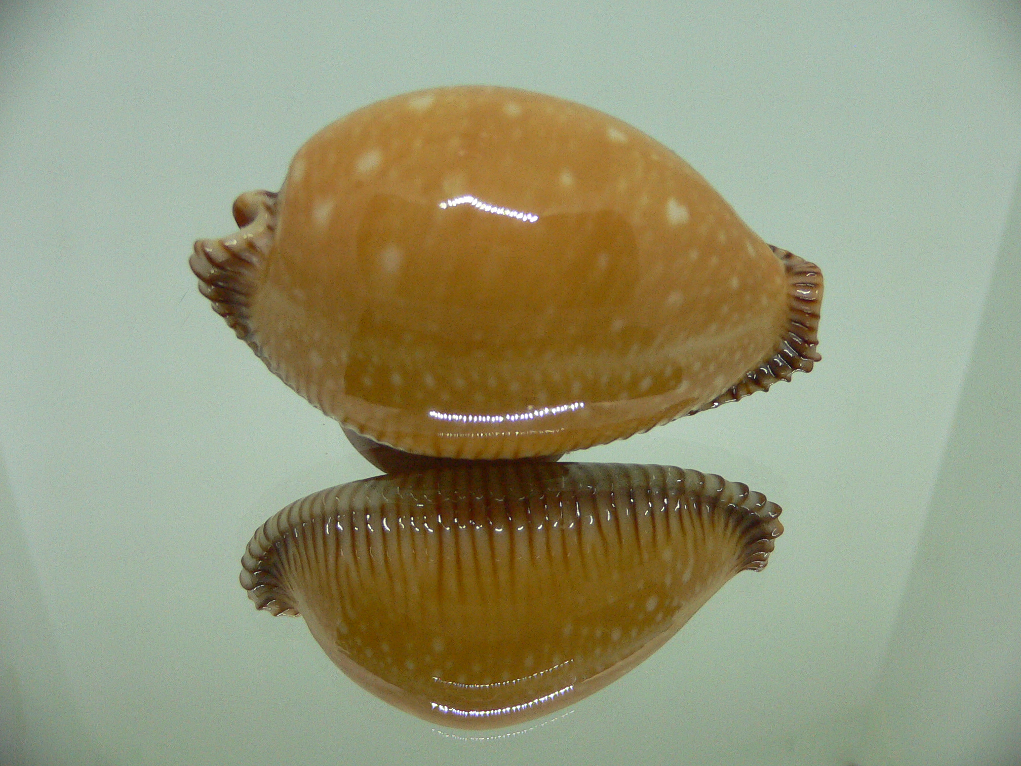 Cypraea guttata surinensis BIG & SUPER COLOR