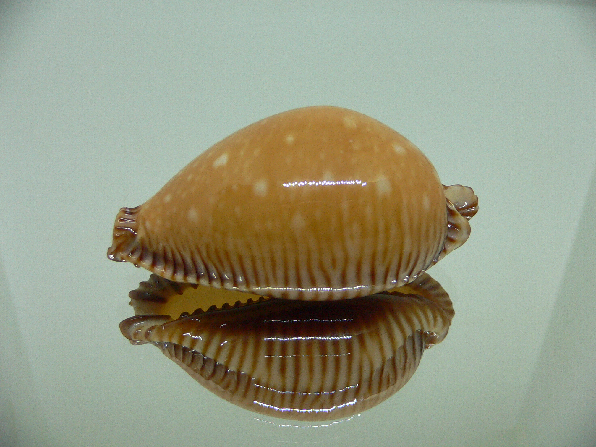 Cypraea guttata surinensis BIG & SUPER COLOR