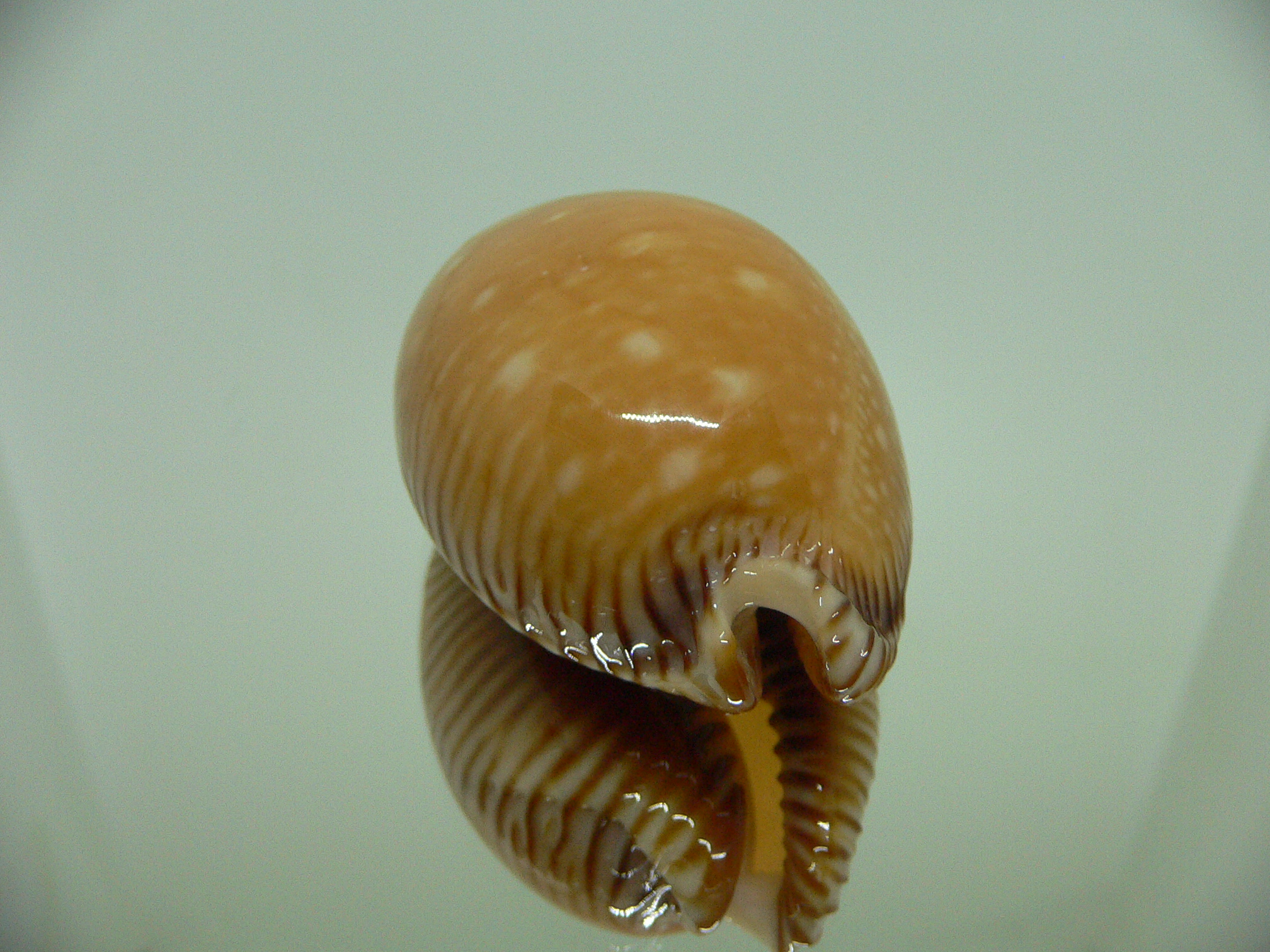 Cypraea guttata surinensis BIG & SUPER COLOR
