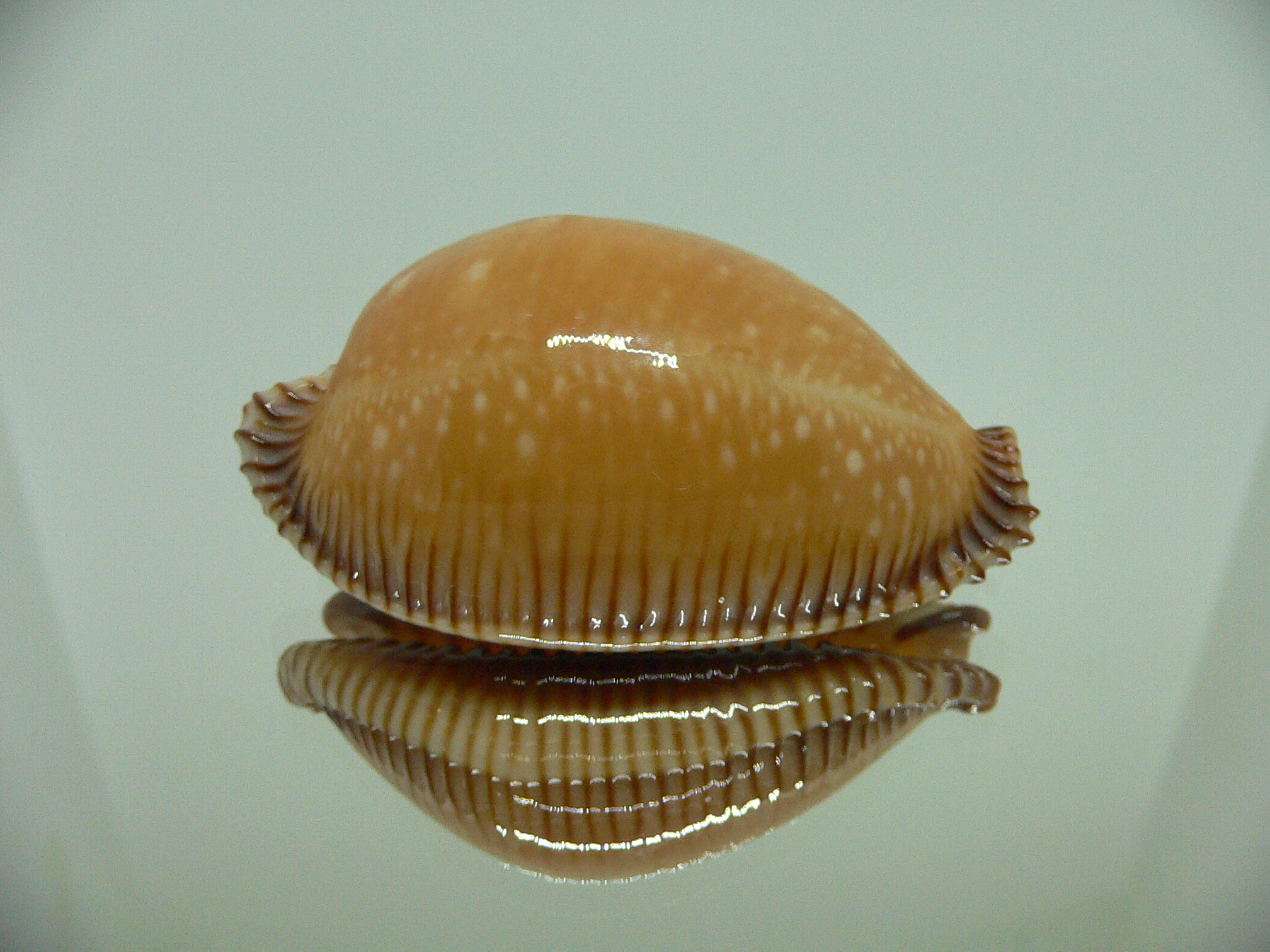 Cypraea guttata surinensis BIG & SUPER COLOR