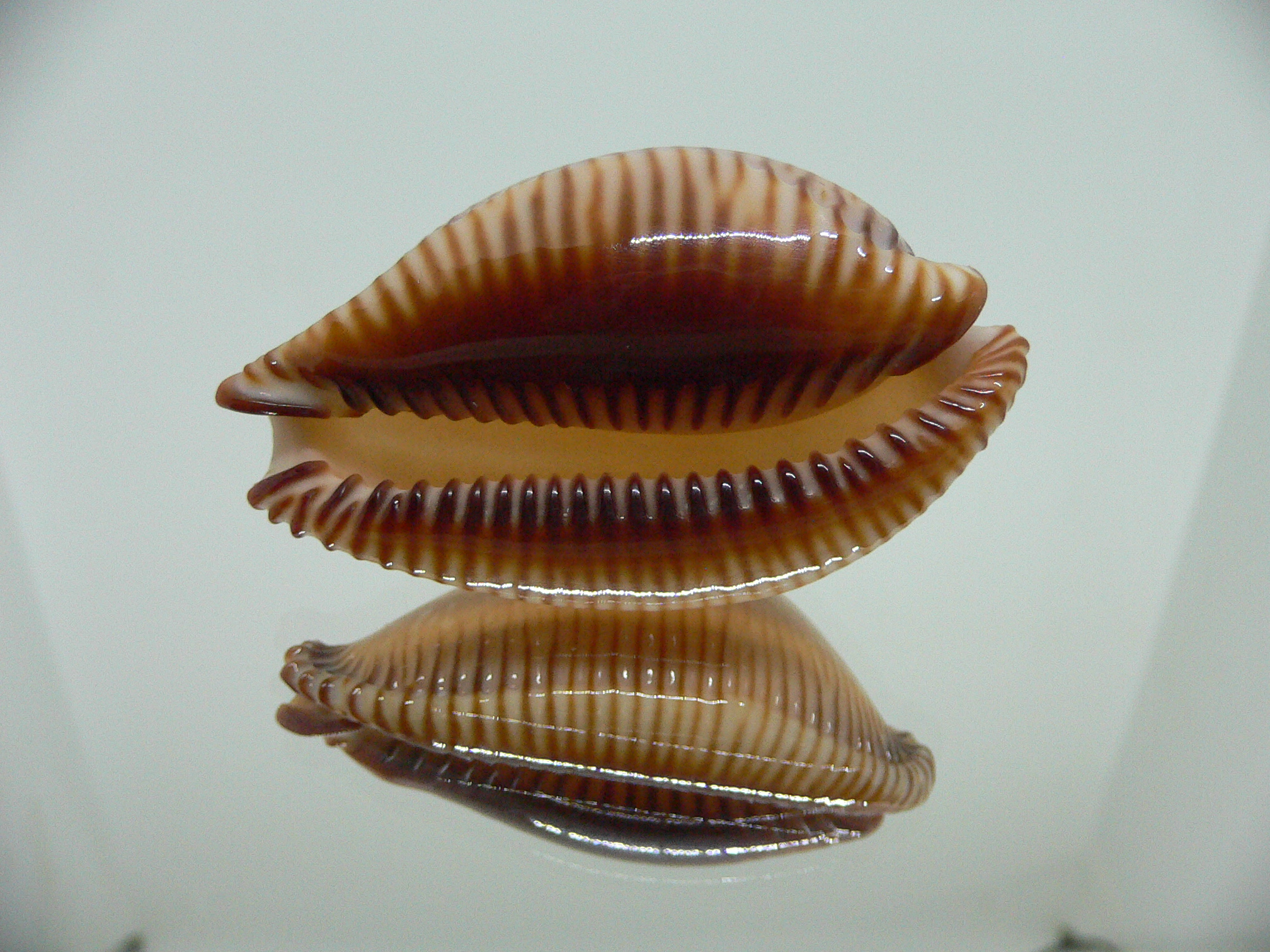 Cypraea guttata surinensis BIG & SUPER COLOR