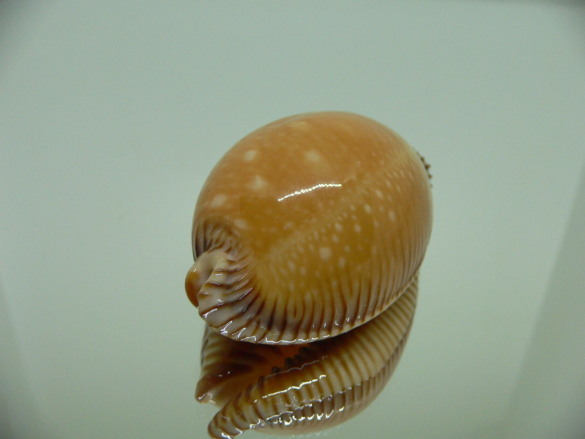 Cypraea guttata surinensis BIG & SUPER COLOR