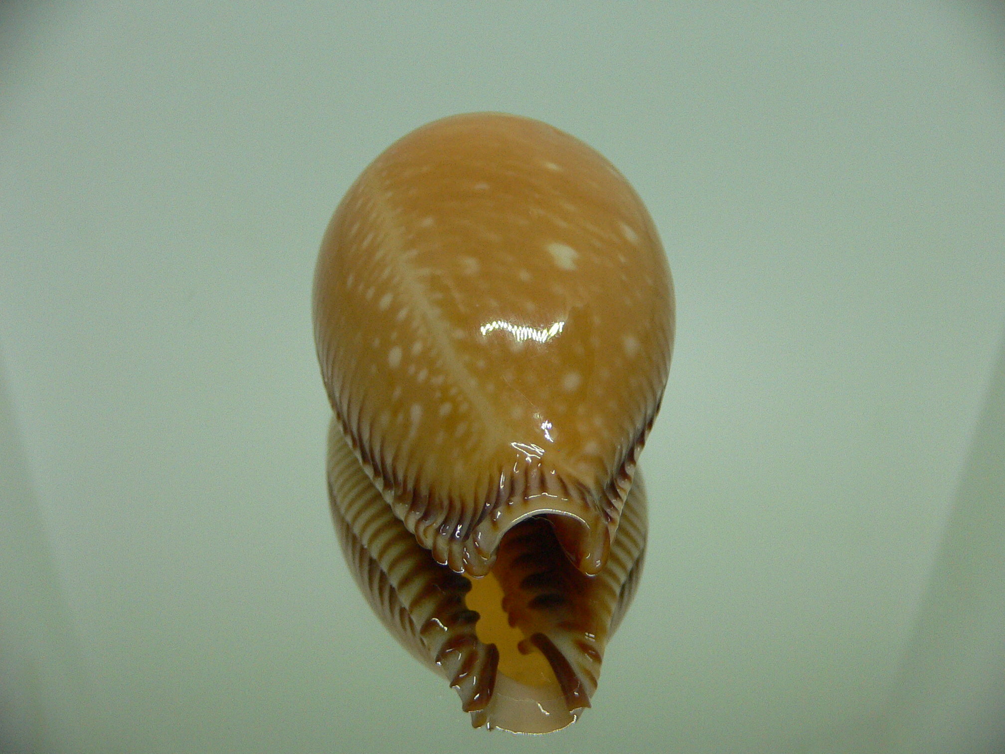 Cypraea guttata surinensis BIG & SUPER COLOR