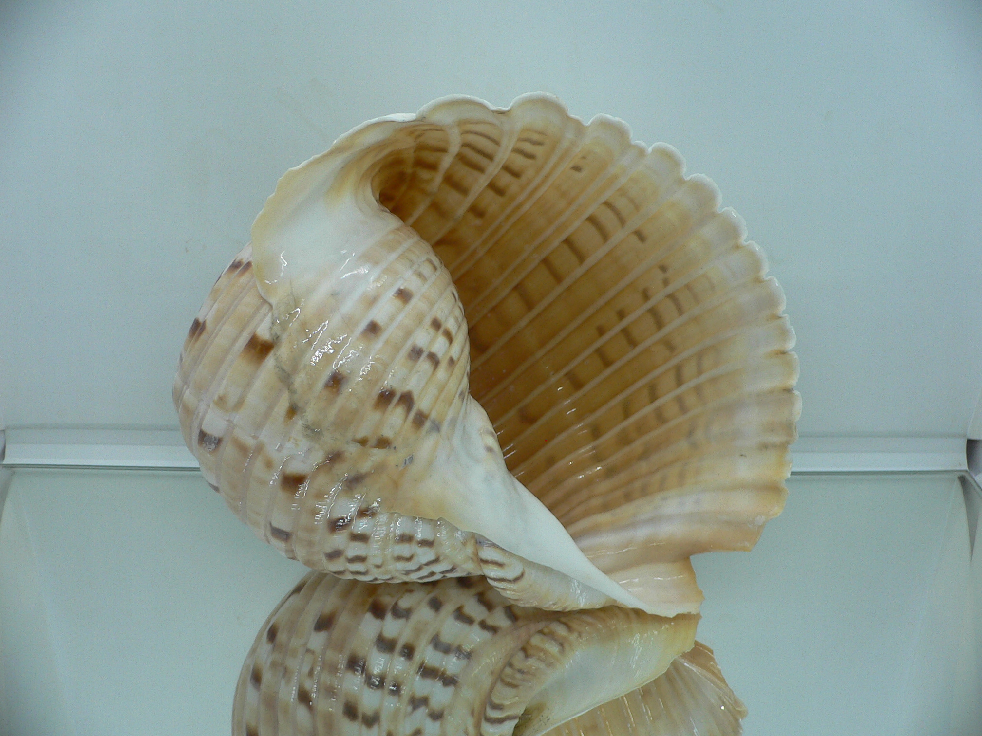 Tonna luteostoma UNUSUAL & BIG