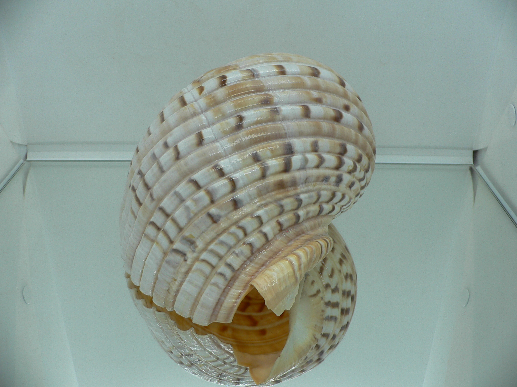Tonna luteostoma UNUSUAL & BIG